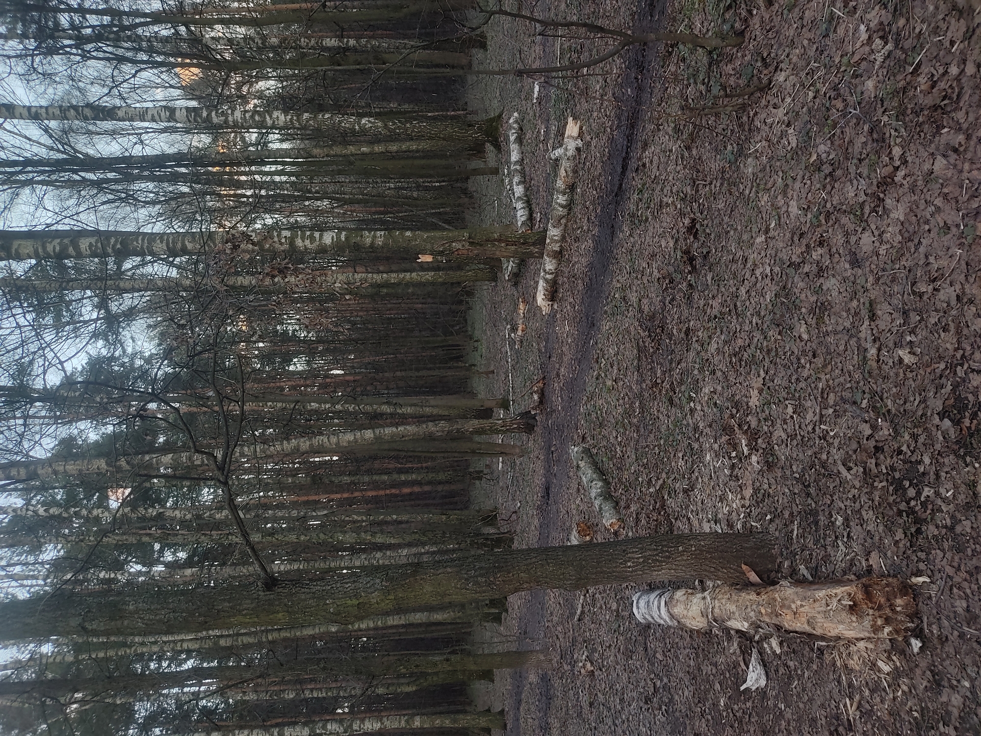 The image shows a forest area, likely a park or woodland, with many birch trees in Moscow, Russia. The trees are mostly bare, indicating it is likely late autumn or winter. There are fallen logs and branches on the ground covered in fallen leaves. The scene is outdoors during daylight hours. No people or animals are visible. The environment appears natural, with signs of human activity in the form of cut logs.