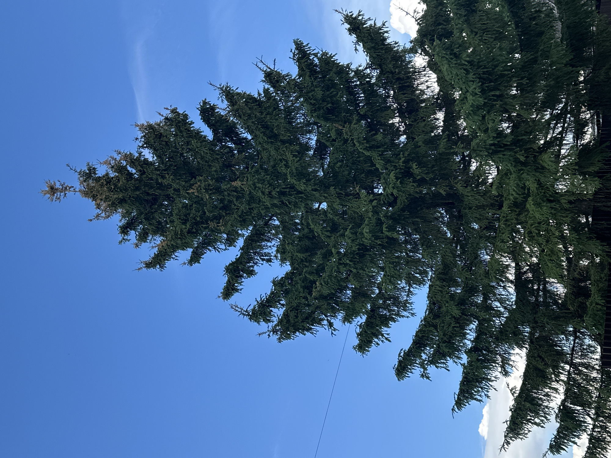 The image shows a tall, green evergreen tree against a clear blue sky with a few wispy clouds. The tree takes up a significant portion of the frame and is viewed from a low angle, looking upward. Some branches have a slightly brownish hue. A thin, dark line, possibly a wire, stretches diagonally across the sky in the lower portion of the frame. The location is unknown.