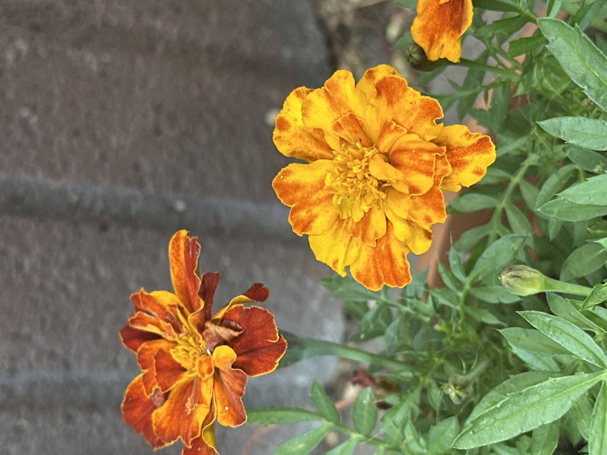 The image shows a close-up view of several marigold flowers in bloom, with their vibrant orange and yellow petals. The flowers are set against a blurred background of a gray, textured wall. In the foreground, green leaves and unopened buds are visible, suggesting a garden setting. The lighting appears to be natural daylight, casting subtle shadows on the petals. The overall impression is one of natural beauty and growth.
This image was captured in the city of Łódź, Poland, likely in a residential garden or a public park. The specific location within Łódź cannot be determined without further information. There are no people or animals visible in the image. The focus is entirely on the botanical subjects.