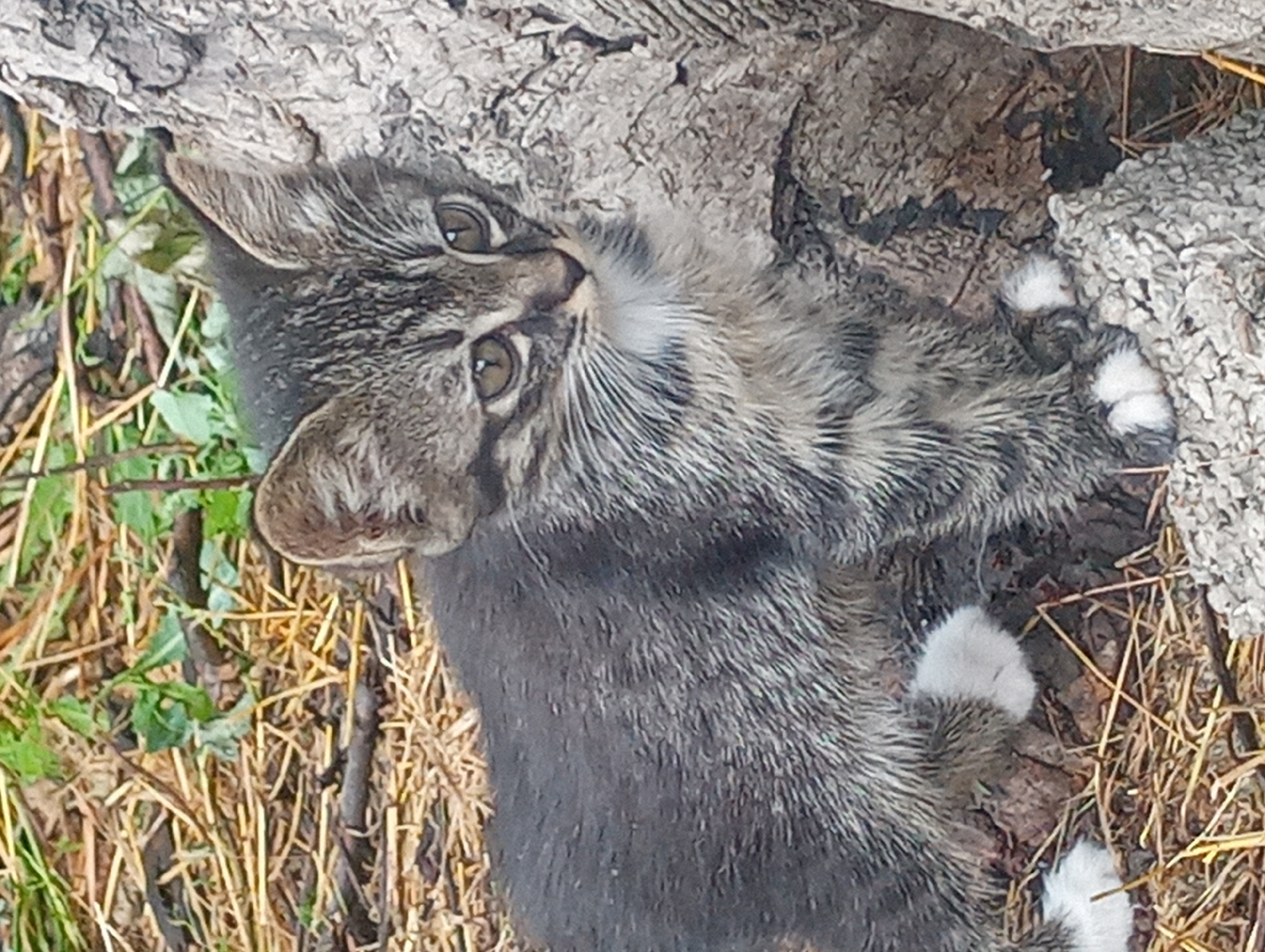A tabby kitten with white paws sits on a rough surface next to a large tree trunk. The ground around the kitten is covered in dry grass and small twigs. The kitten's fur is gray with black stripes, and it has large, alert eyes. The background shows more dry grass and green foliage. The image appears to be taken outdoors in a natural setting, potentially a park or a yard in the city of Shymkent, Kazakhstan.