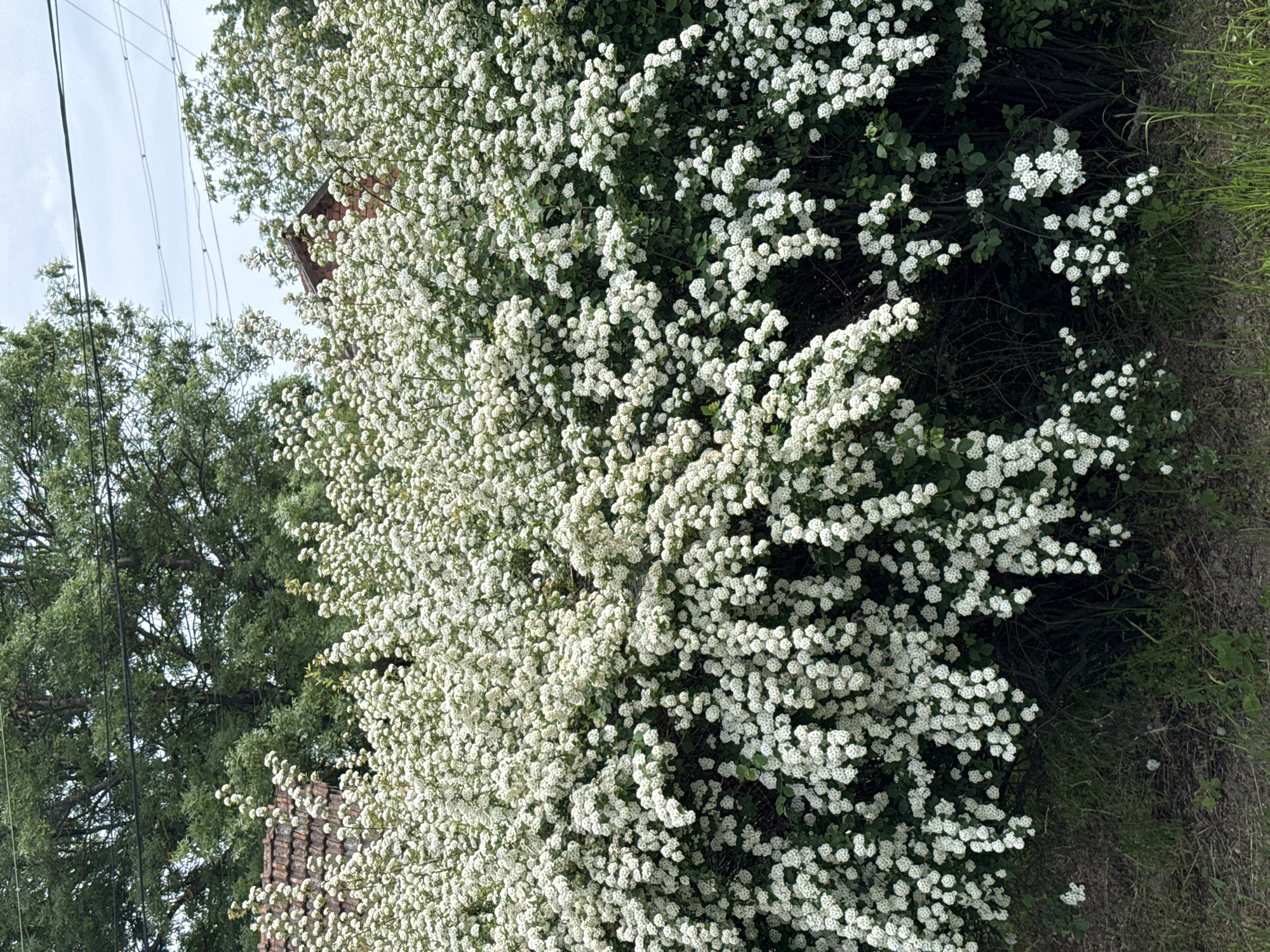 The image shows a dense bush of small white flowers in full bloom, possibly Spiraea. Some green leaves are interspersed among the flowers. To the left of the flowering bush is a larger tree with green leaves. Utility poles and wires are visible in the background. A section of brick roof is visible behind the bush. The right edge of the image is defined by foliage and grassy ground. The exact location within Byala Slatina, Bulgaria, is not determinable from the visual information available.