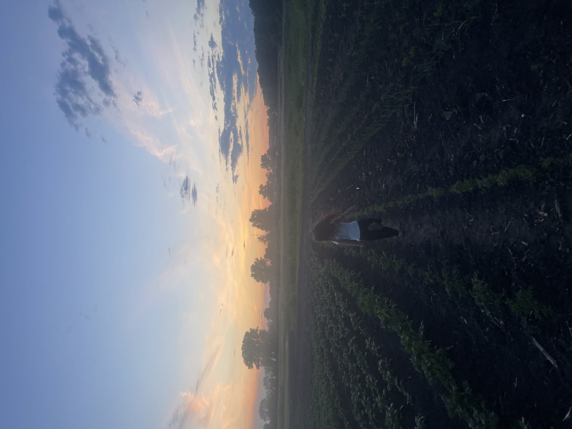 The image depicts a rural or semi-rural landscape at dusk in the city of Unknown, Unknown. A single individual is walking away from the camera, positioned slightly right of center, along a dirt path separating rows of cultivated plants. The person has long, dark hair, wears a light-colored short-sleeved top and dark pants, and is moving forward into the depth of the field.
The foreground consists of dark, tilled earth with distinct rows of green plants. On the left side, the plants have broader leaves, while on the right, the plants appear to be thinner, taller shoots. The dirt path the person is on is well-defined.
The midground and background feature a wide expanse of similar fields and a prominent horizon line marked by a dense line of tall, dark trees, silhouetted against the sky. A faint atmospheric haze or mist is visible across the fields and around the base of the trees, particularly on the left. Distant, indistinct structures are discernible through this haze on the left side of the horizon.
The sky exhibits a clear gradient, transitioning from a light blue at the zenith to pale blues, pinks, and vibrant oranges and yellows near the horizon, characteristic of a sunset. Scattered clouds are present: darker, denser cumulus clouds are visible in the upper right, while wispy, streaky clouds, catching the sunset colors, extend across the mid-left sky. Sunlight appears to radiate from the lower left portion of the sky.