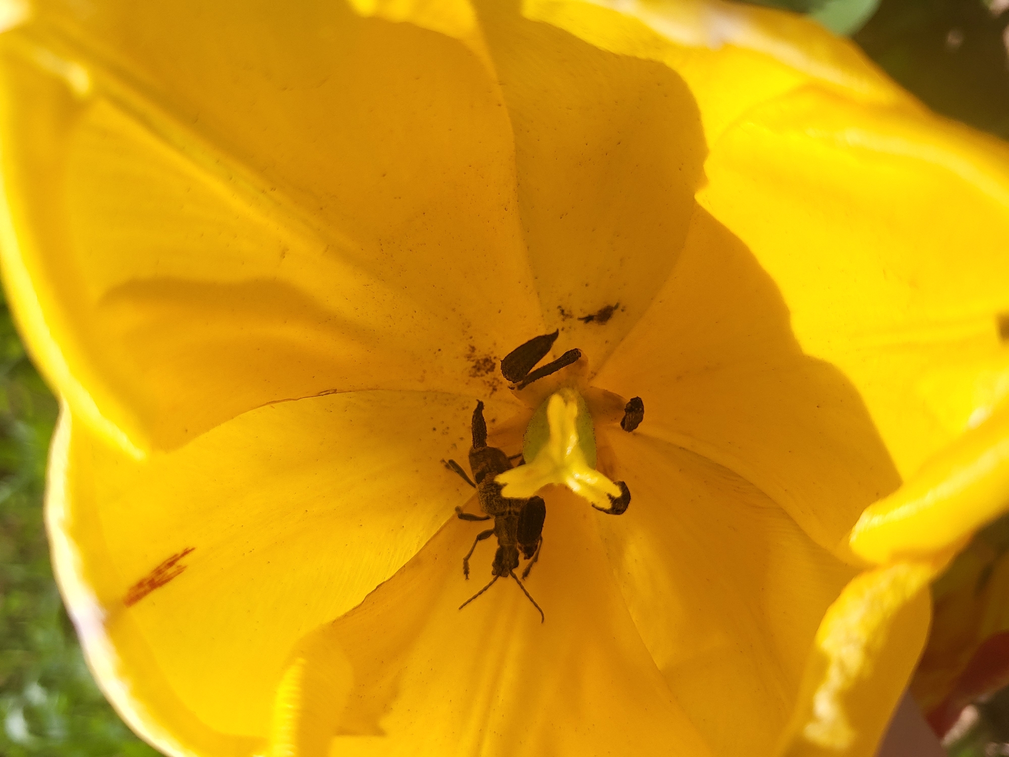 A close-up shot inside a yellow tulip flower, revealing an insect, likely a beetle, nestled within the petals. The flower's reproductive structures, including the stamen and pistil, are also visible. The photo appears to have been taken in daylight. There is no verifiable data to suggest the image was taken in Зипуново, Russia.