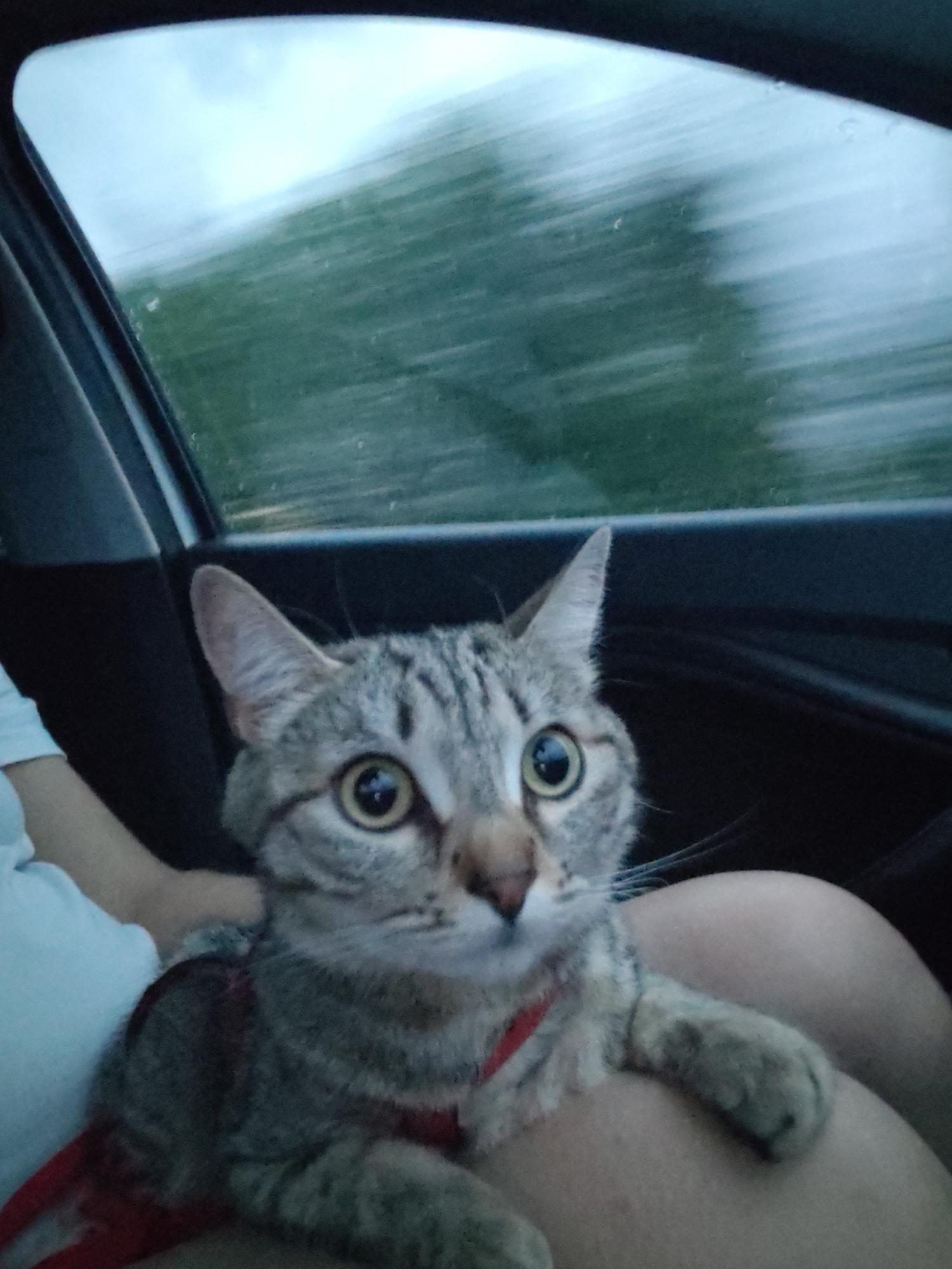 A close-up photo depicts a tabby cat wearing a red harness, sitting on a person's lap inside a moving car. The cat is looking directly at the camera with wide eyes. The car window is visible in the background, with blurred scenery suggesting motion, possibly trees or foliage. The photo's setting is identified as being within Верхнее Калино, Russia.
