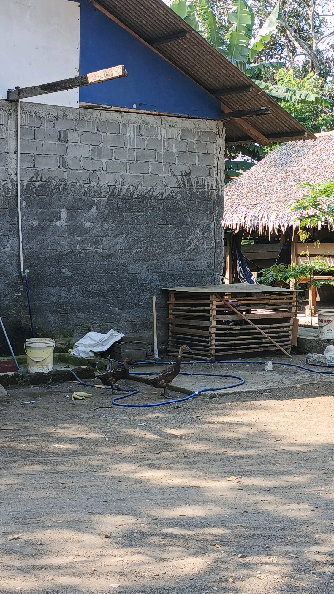 In Desa Batukaras, Indonesia, an outdoor scene depicts a rough, sandy ground with scattered debris. A gray brick wall, roughly plastered, dominates the left side of the frame. Adjacent to it, a wooden cage with horizontal slats sits open. A blue hose snakes across the ground, encircling the cage and extending towards the foreground. Two ducks, with dark brown and black plumage, are visible near the cage, one walking and the other appearing to peck at the ground. To the left of the wall, a yellow bucket and a white cloth lie on the ground. Behind the cage, a thatched-roof structure with wooden supports is partially visible, suggesting a rural or agricultural setting. Overhead, the corrugated metal roof of the brick building is visible, along with lush green foliage. The overall impression is one of a simple, functional outdoor space in a tropical environment.