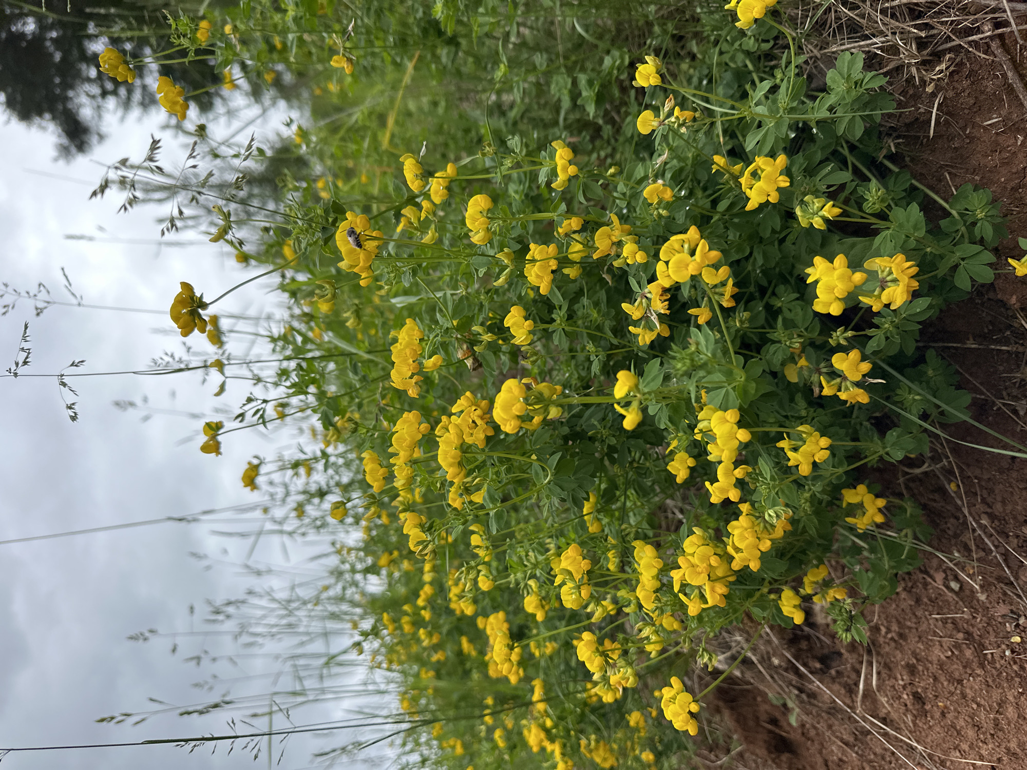 This image, captured in the city of Альняш, Russia, displays a dense cluster of bright yellow flowers, consistent with Common Bird's-foot Trefoil (Lotus corniculatus), flourishing on a reddish-brown earthen embankment. Numerous small, pea-like yellow blossoms are visible, some fully open and others in bud, set against vibrant green foliage and stems. A bee is prominently featured in the upper central area, perched on one of the yellow flowers, appearing to be engaged in pollination. A second, less distinct bee-like insect is also visible on a flower lower and to the left. The ground in the immediate foreground consists of reddish-brown soil mixed with dry plant matter and sparse green blades. In the background, tall, slender stalks of wild grass rise towards an overcast, light grey sky. Dark green coniferous tree foliage is discernible in the upper right background, indicating a forest edge or dense tree line. The scene is illuminated by soft, diffused natural light, characteristic of a cloudy day. No human subjects or artificial structures are present.