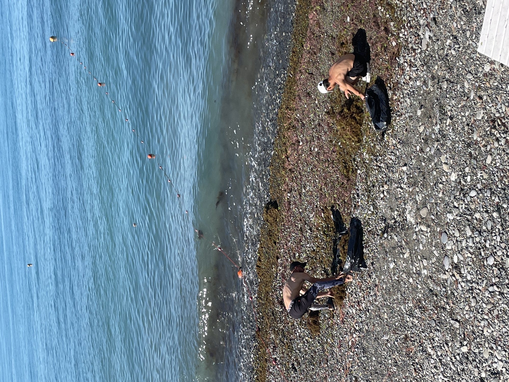 Two shirtless men are collecting seaweed from a pebble beach on the coast of Sochi, Russia. The man on the left, wearing dark pants with a patterned print, is bending over and appears to be picking up seaweed with his hands. Next to him are two black trash bags, one partially filled with seaweed. The man on the right, wearing black shorts and a white baseball cap, is crouched down and gathering seaweed into a black trash bag. The water is a vibrant turquoise, with small waves breaking on the shore. A string of orange buoys is visible in the water, extending diagonally across the scene. The beach is covered in grey and multicolored pebbles, interspersed with large amounts of dried brown seaweed. The sky is clear and the sun is shining, casting shadows on the beach. The scene suggests a clean-up effort or the harvesting of seaweed.