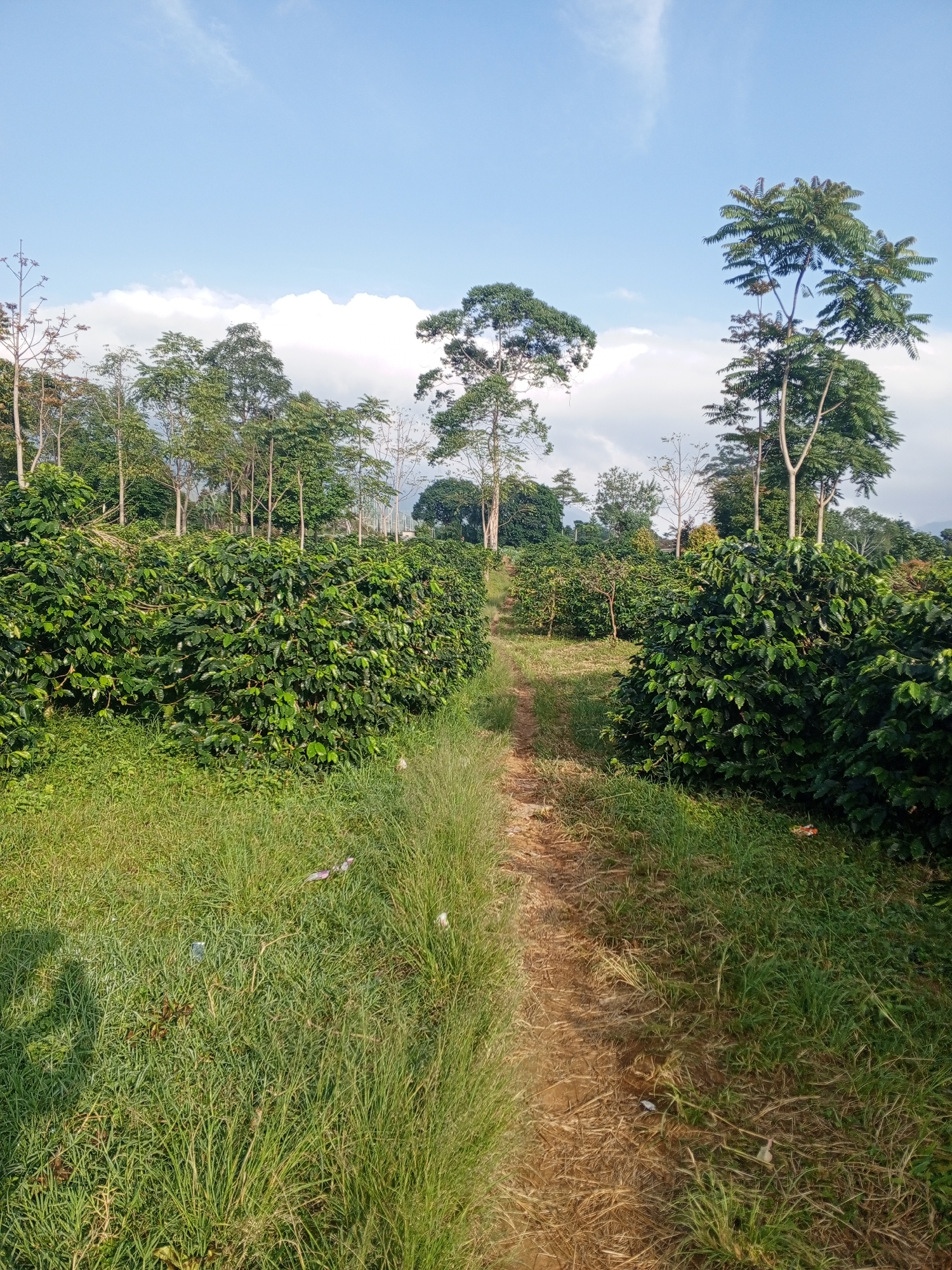 This image depicts an agricultural landscape, specifically a plantation, located in Weddagala, Sri Lanka. The scene is viewed from a low angle, looking forward along a dirt path that recedes into the background.
The upper third of the frame consists of a clear, light blue sky with scattered white cumulus clouds, forming a horizontal band across the middle distance, with lighter, wispy clouds higher up. The lighting indicates direct sunlight from the upper right, casting soft shadows.
Dominating the mid-ground and extending into the foreground are dense rows of cultivated dark green bushes, consistent with coffee plants, exhibiting numerous ovate leaves. Some small, light green, unripe berries are visible on the branches. These rows flank a central pathway. Taller, mature trees with varying leaf structures and light-colored trunks are interspersed among and behind the coffee bushes, serving as shade trees. One prominent, tall tree with large, compound leaves stands near the center of the mid-ground. In the far background, additional layers of trees and a subtle elevated terrain are visible beneath the cloud line.
A prominent reddish-brown dirt path, approximately 1.5 meters wide in the foreground, bisects the image centrally. It appears well-trodden and gradually slopes uphill, becoming narrower in the distance. Its surface shows some dry plant debris and small stones.
The areas immediately adjacent to the path in the foreground are covered with a mixture of lush green grass and some drier, lighter-colored grass and sparse vegetation. Small shadows are visible on the grassy areas in the foreground, indicating the sun's position from the viewer's right.
Several pieces of non-organic litter are present on the ground. In the left foreground grass, a crumpled white plastic item is visible. On the dirt path in the lower-middle, another small white piece of debris is present. Towards the right foreground, a reddish-orange item, possibly a discarded food wrapper or plastic, lies on the grass. Another small, dark blue or black item is partially visible within the coffee bushes on the right side.
No individuals or animals are visible within the frame. The presence of cultivated crops, a maintained path, and scattered litter indicates recent human activity.