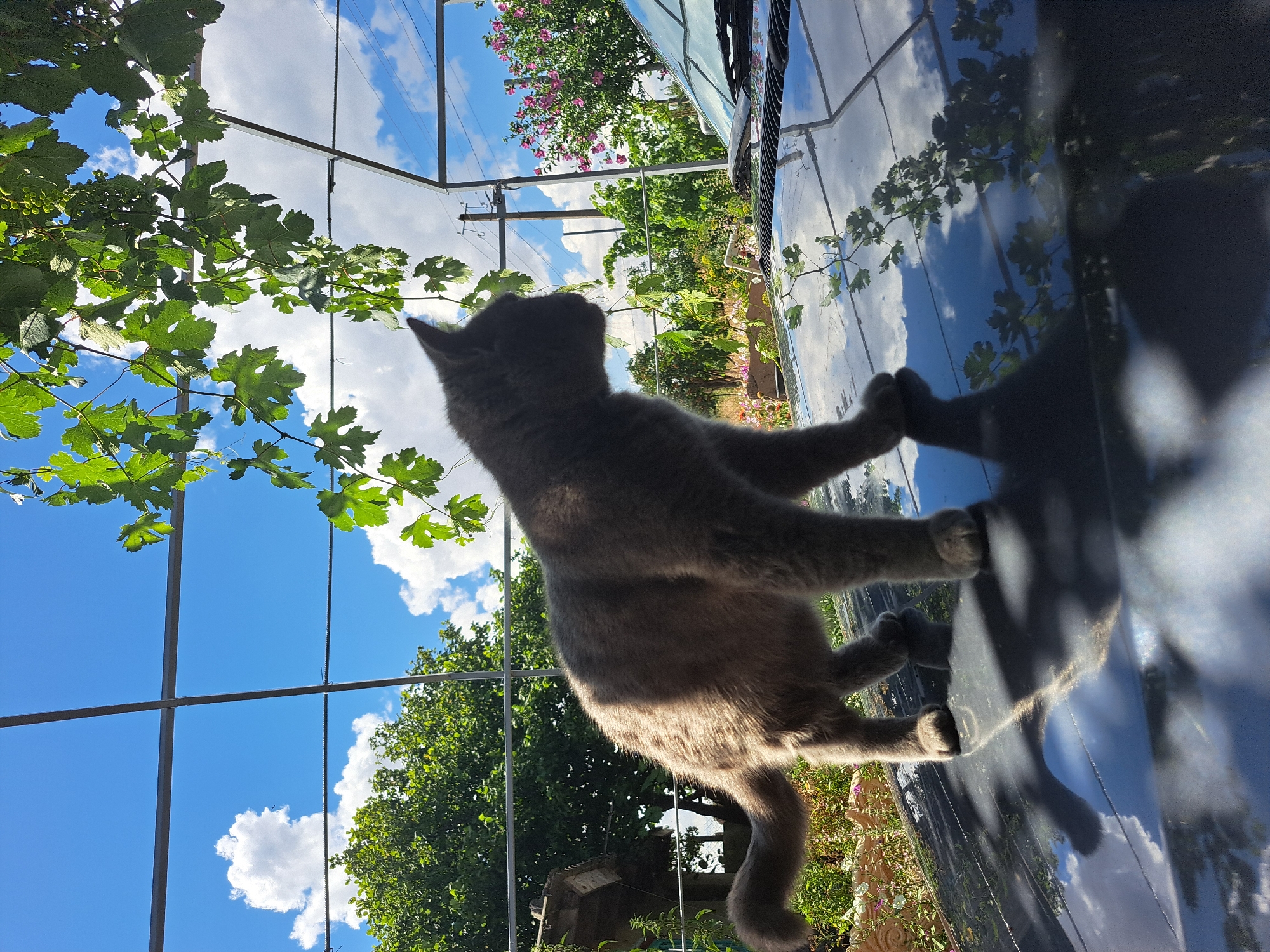 A gray cat stands on the hood of a dark vehicle in an outdoor setting under a bright blue sky with scattered white clouds. The cat is facing right, looking towards the right side of the frame. The hood of the vehicle is reflective, showing a clear reflection of the sky and some greenery. In the background, there is lush green foliage, trees, and some pink flowering bushes. A metal structure, possibly a trellis or canopy frame, with green leaves and vines hanging from it, is visible in the upper portion of the image. The overall scene suggests a sunny day in a rural or suburban environment, potentially a backyard or garden area, consistent with the location in Vypasne, Ukraine.