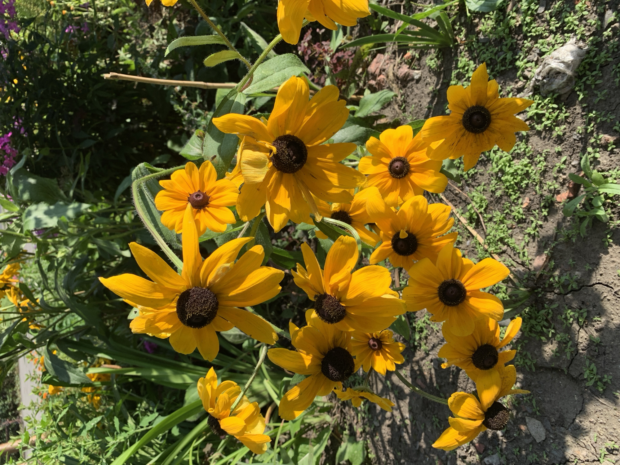 A close-up, eye-level shot captures a patch of Black-Eyed Susans in bloom. The flowers are predominantly yellow with dark brown centers, their petals fanning outwards. Some flowers are fully open, while others are partially closed. The surrounding environment includes dry, cracked soil dotted with small green plants and foliage. In the background, out-of-focus greenery and hints of purple flowers suggest a garden or park setting. The lighting indicates a sunny day, casting shadows from the flowers onto the ground. The image is sharp and well-lit, with a shallow depth of field focusing on the flowers in the foreground. The scene is devoid of human presence or activity. The image location in Prokopyevsk, Russia cannot be determined from the visual information provided.