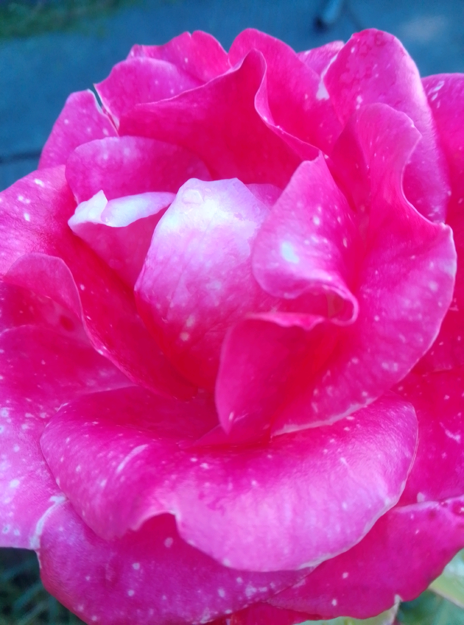A close-up, vertical, full-frame shot showcases the vibrant pink petals of a rose. The petals are layered, with some appearing to be lightly dusted with white specks. The background is blurred, with a dark blue hue dominating, suggesting a shaded outdoor environment. The scene is located in Wedel, Germany. No people or animals are visible.