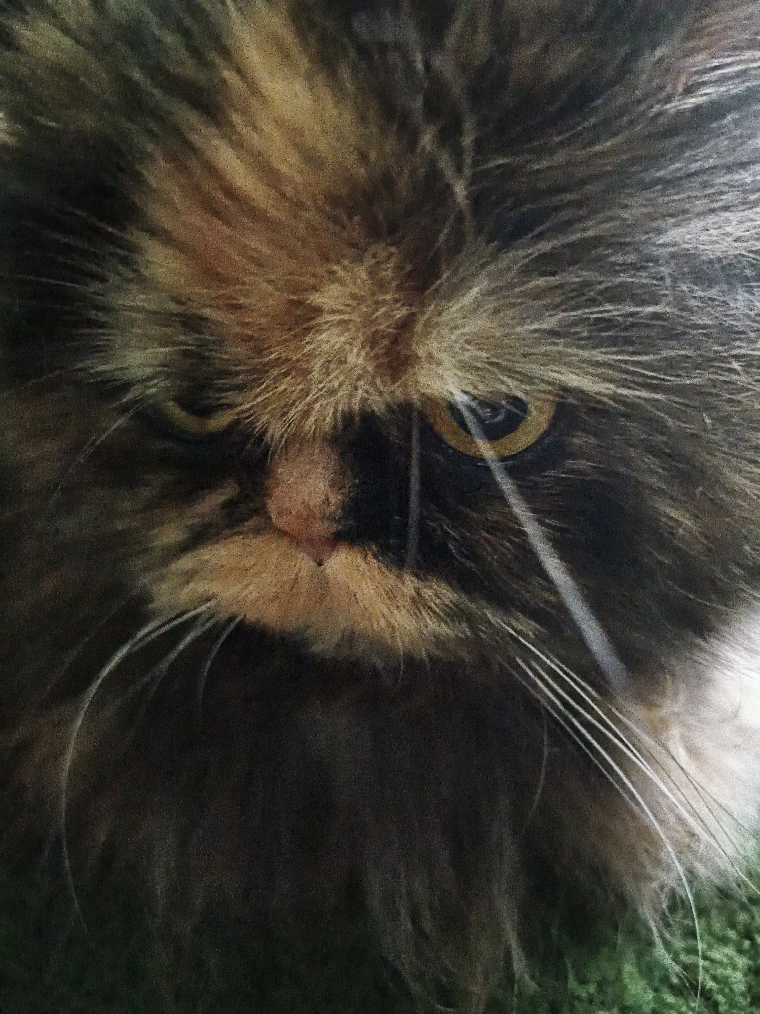 A close-up, head-on, eye-level shot focuses on the face of a fluffy, multi-colored Persian cat. The cat's fur is a mix of dark brown, black, and golden hues, with some lighter brown and tan patches around its face. Its eyes are a striking amber color, with a thin, dark pupil visible in the right eye. The cat's nose is a pinkish-tan color, and its whiskers are long and white, fanning out from its muzzle. A faint reflection, appearing as a light-colored vertical streak, crosses over the cat's face, obscuring part of its left eye and fur. The background is softly blurred, revealing hints of green, which suggests the cat might be resting on a patch of grass or a green surface. There are no people or other animals visible in the image. The setting is not discernible beyond the implied presence of a green surface.