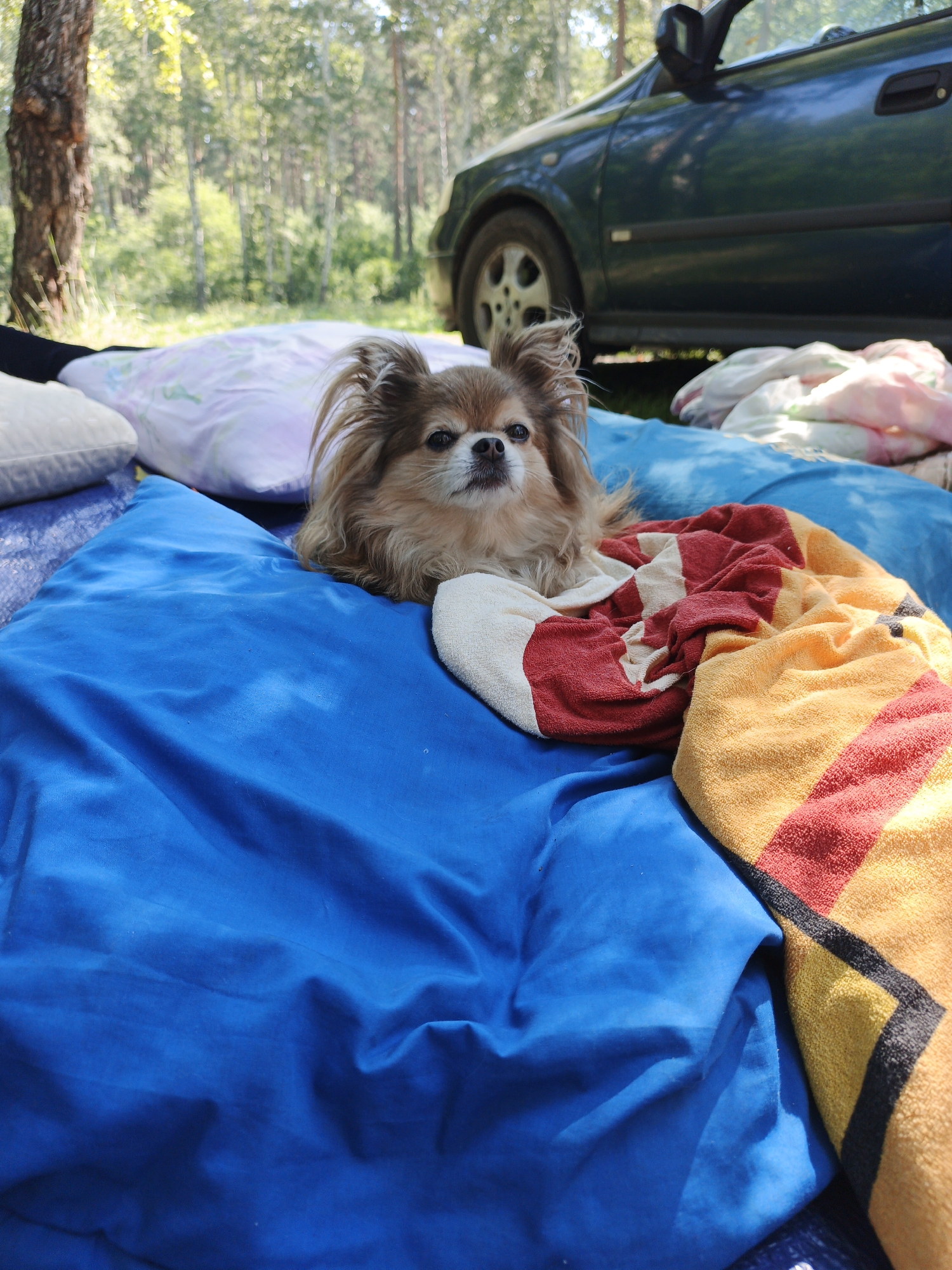 A small, long-haired tan dog lies on a blue surface next to a striped blanket in a forest setting. The dog is looking towards the camera with its ears perked up. Behind the dog, a dark green car is parked. Pillows are visible to the left of the dog, and a tree trunk is to the far left. The background consists of a sunlit forest with deciduous trees. The image appears to have been taken outdoors in the city of Nepryakhinskoye Sel'skoye Poseleniye, Russia, likely during daytime given the lighting.