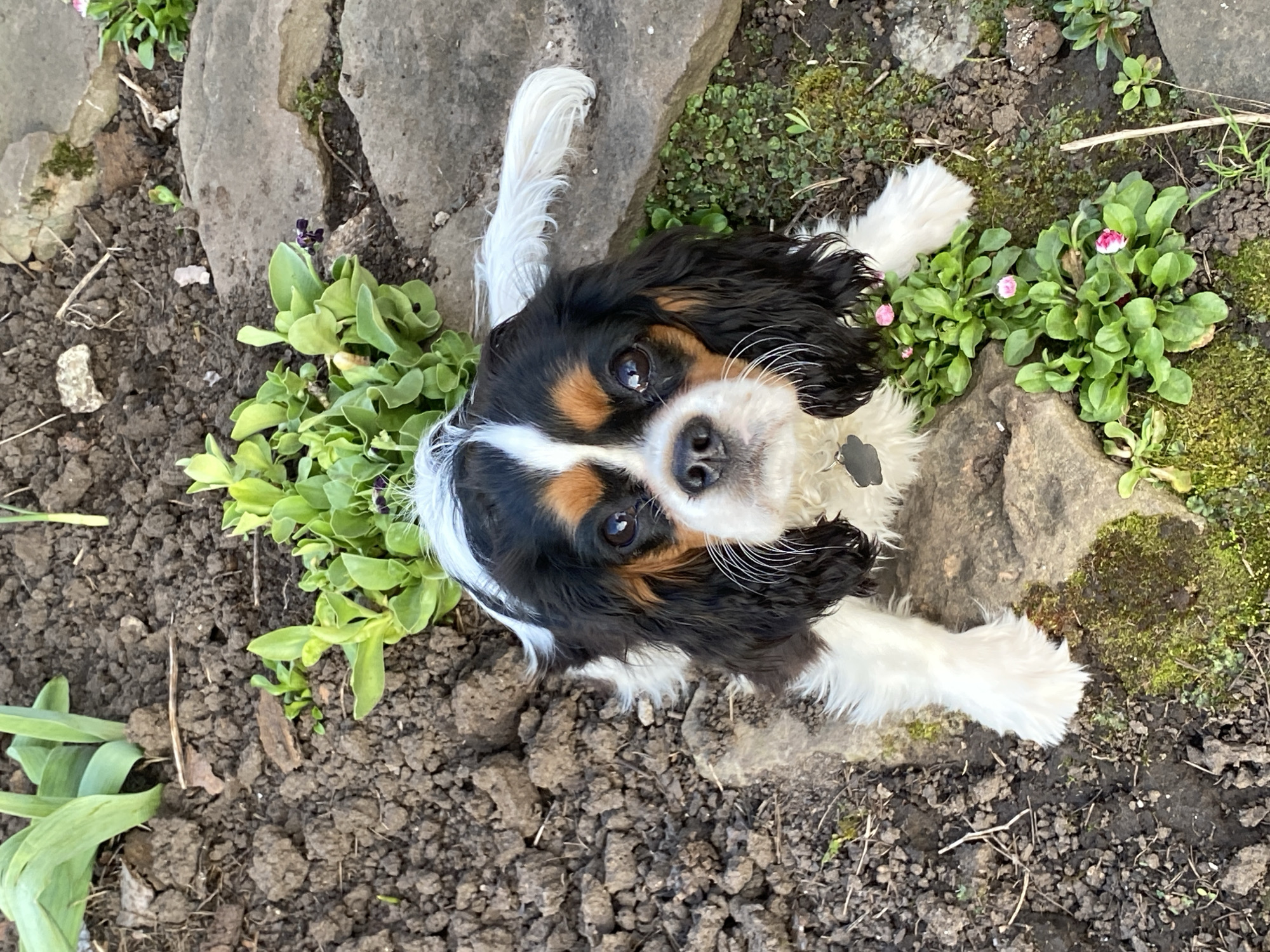A Cavalier King Charles Spaniel with black, white, and tan markings is lying on the ground in a garden setting. The dog is looking directly at the camera. The ground is a mix of soil, rocks, and greenery, including small flowering plants with pink blossoms. A tulip shoot is visible in the lower left corner. The location cannot be determined from the image.