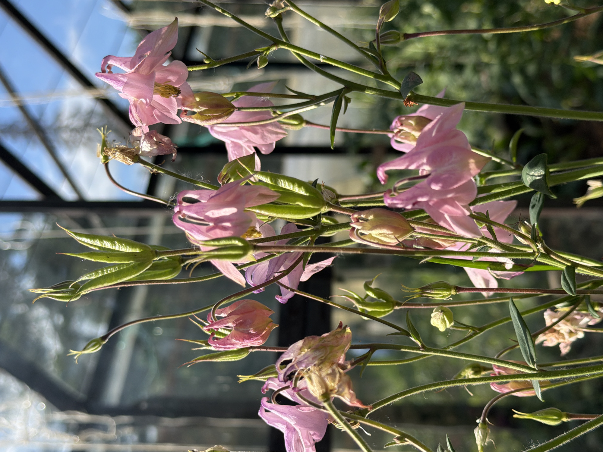 A close-up, eye-level shot captures numerous pink Aquilegia (columbine) flowers and buds, photographed outdoors within or immediately adjacent to a glass greenhouse structure in Прикамский, Russia. The foreground and midground are dominated by the flowering plants, which are in various stages of development. Several fully open flowers display their characteristic spurred petals, predominantly in shades of light to medium pink, with some exhibiting a subtle lavender hue, and reveal visible yellow stamens in their centers. Interspersed among the open blooms are numerous tightly closed green buds and elongated green seed pods, indicating both new growth and post-bloom development. Some flowers appear faded and slightly wilted, showing yellowish-pink tones. The plants feature slender, mostly green stems, some with reddish tints, that crisscross the frame, appearing finely hairy. The background consists of a blurred greenhouse structure, characterized by dark, narrow metal frames and translucent glass panes that reflect sunlight, creating out-of-focus bokeh circles, particularly in the upper left. Patches of clear blue sky are visible through the glass in the upper right. Indistinct green foliage and structures behind the greenhouse suggest a natural outdoor garden setting. Strong natural sunlight illuminates the scene from the upper left, creating bright highlights on the flower petals and stems. No people or animals are visible.