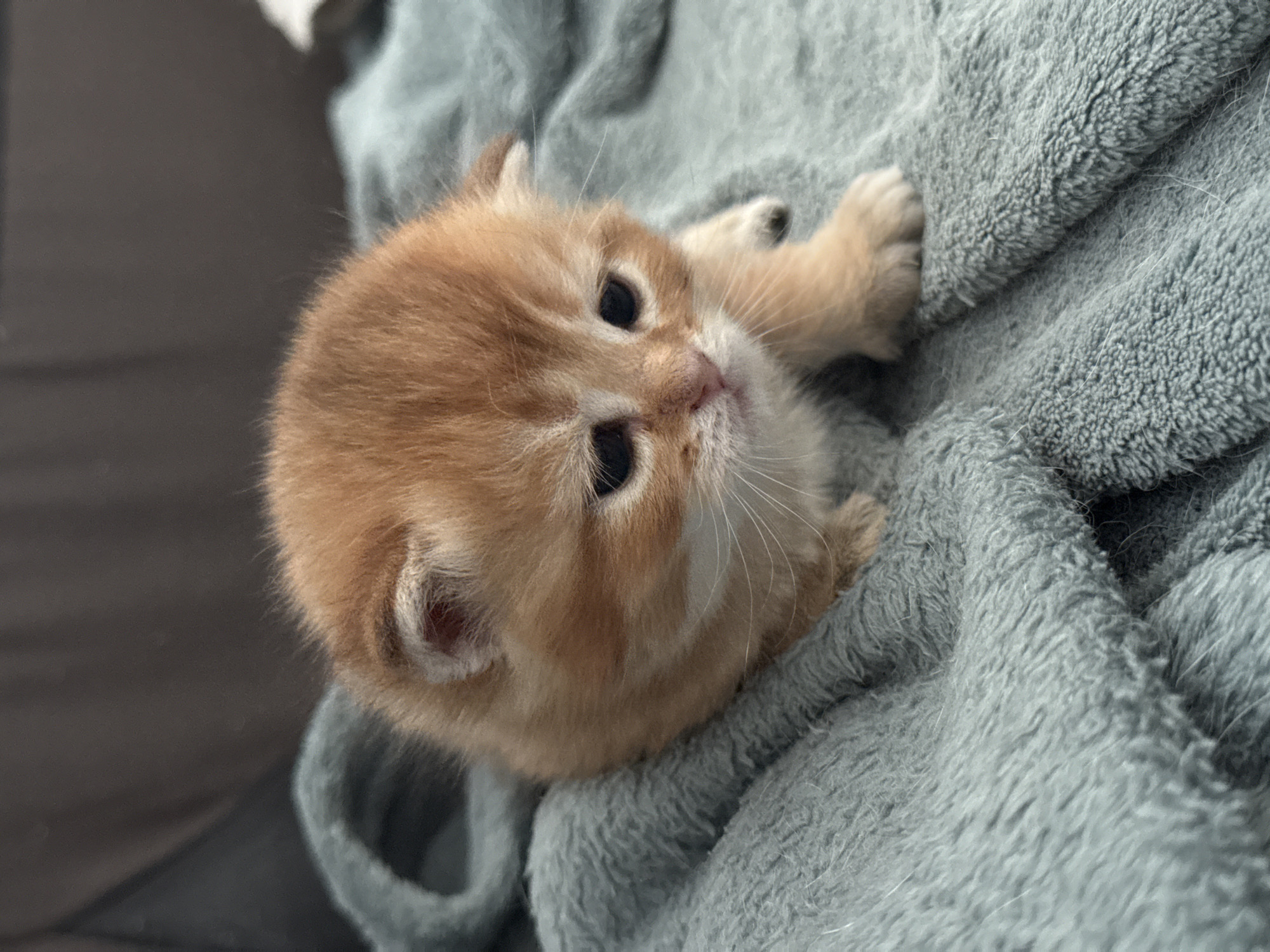 A very young, fluffy, ginger and white kitten is the sole subject of the image. The kitten is positioned in the center of the frame, facing towards the right with its head tilted down slightly. Its eyes are dark and appear to be looking downwards or closed, giving it a somewhat sad expression. The kitten's fur is a light ginger color with some white markings on its face and chest. Its ears are small and pointed, and its whiskers are visible.
The kitten is resting on a soft, textured, teal-colored blanket. The blanket has a plush, fluffy appearance and is draped in folds around the kitten. In the background, a dark, out-of-focus surface, possibly furniture, is visible. The lighting is soft, highlighting the kitten's fur and features.
The location is Unknown, Unknown.