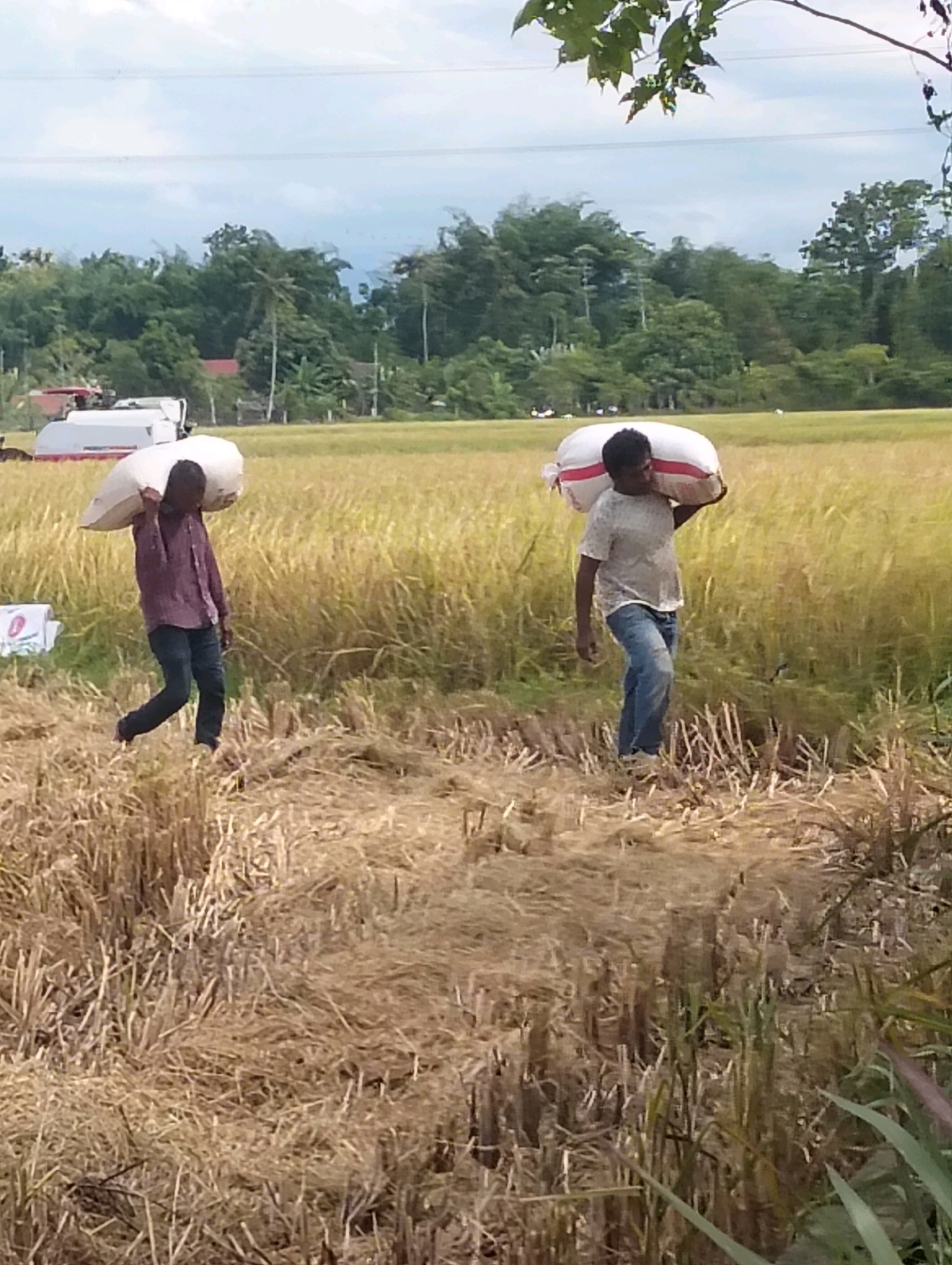 In the city of Teungoh, Indonesia, two men are depicted in a rice field, each carrying a large white sack over their shoulders. The man on the left wears a maroon long-sleeved shirt and dark pants, while the man on the right is dressed in a light gray t-shirt and blue jeans. The field is golden with harvested rice stalks, and the background shows a line of trees against a cloudy sky. A red and white harvesting machine is partially visible on the left side of the frame. The ground is covered in dry, stubbly rice stalks.