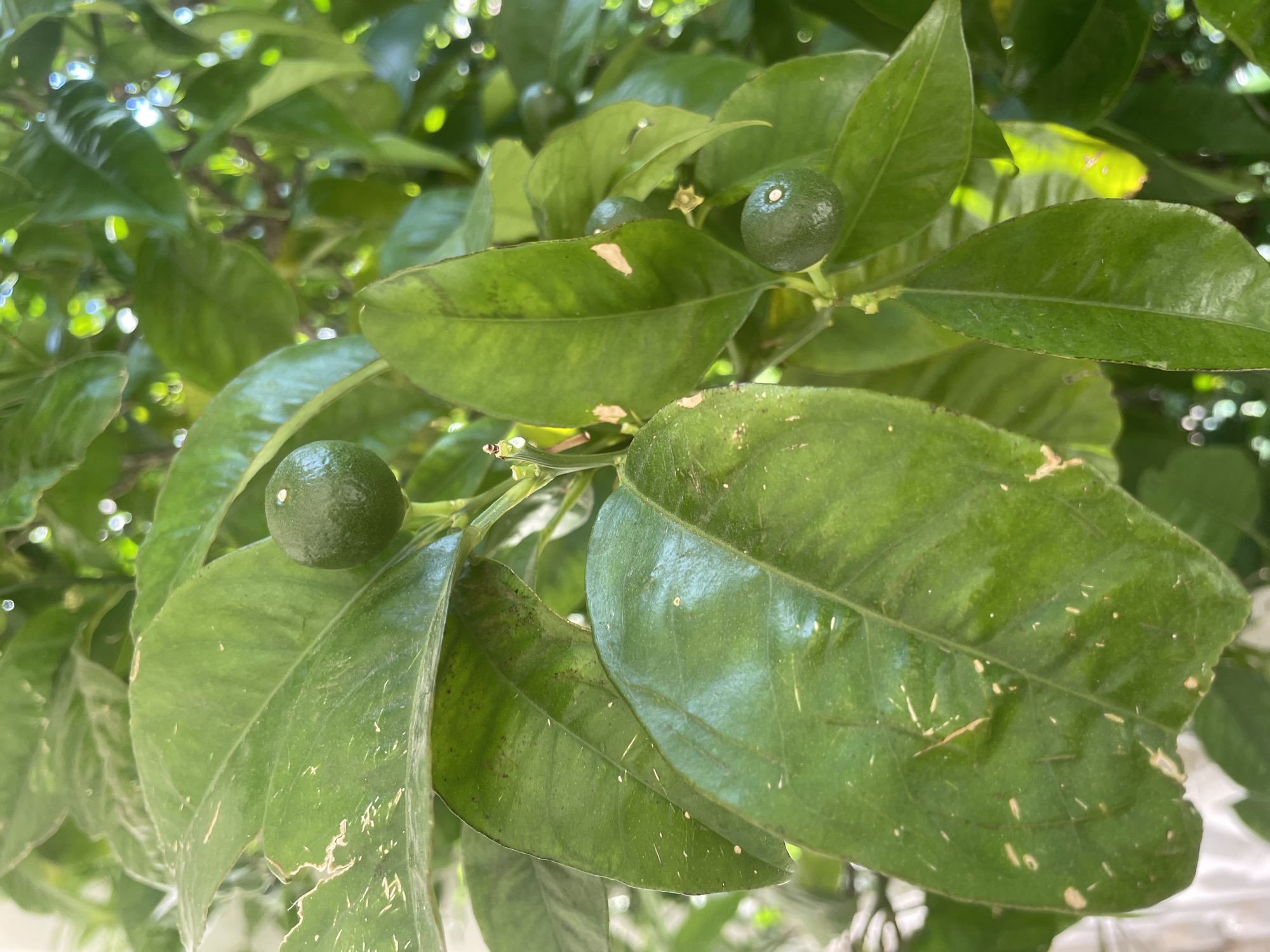 The image shows a close-up view of a citrus tree branch with green leaves and small, unripe green citrus fruits. The leaves exhibit some damage, possibly from insects or other environmental factors. The scene is brightly lit, suggesting an outdoor location. The city and location of Budva, Montenegro, cannot be determined from the image.