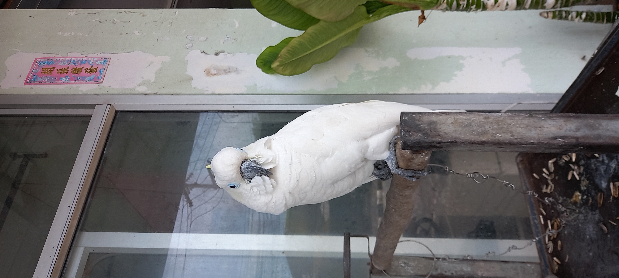 A white parrot, possibly a Sulphur-crested cockatoo, is perched on a branch attached to a metal structure. The parrot is on the right side of the image. The background features a window and a section of a wall with peeling paint and a decorative sticker in Chinese characters. There's also a leafy green plant partially visible in the upper right corner. The image appears to be taken in ตำบลเกาะพะงัน, Thailand, according to the location provided.