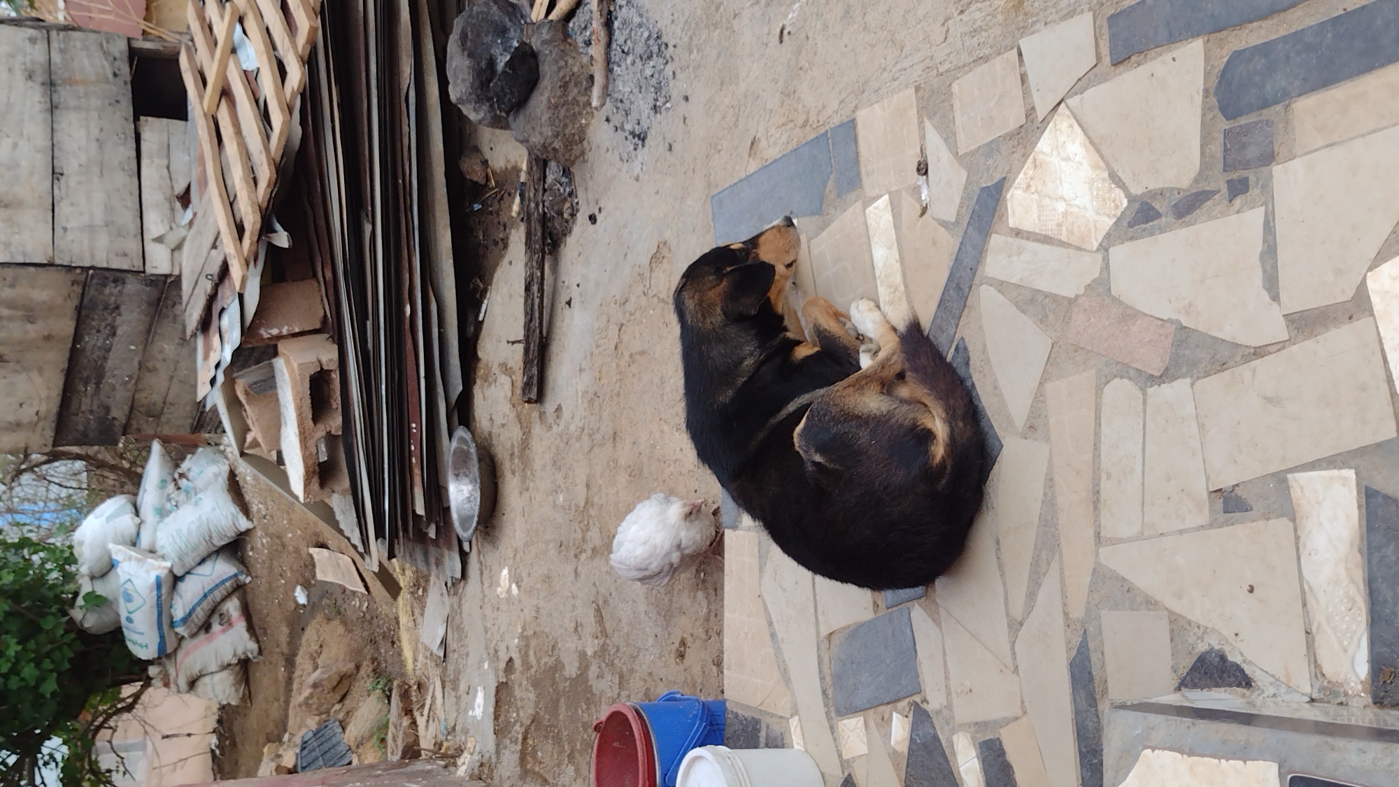 The image, taken at an unconfirmed location in Jos, Nigeria, shows a black and brown dog curled up on a tile-covered ground, and a white chicken pecking at the ground. A red bucket and a blue bucket are adjacent to the chicken. In the background, there are several white bags stacked against a wall or structure made of various materials, including wood, metal sheets, and concrete. A metal bowl is near the bags. Beyond the bags is a tree. Another rock or stone appears above and to the left of the dog.
