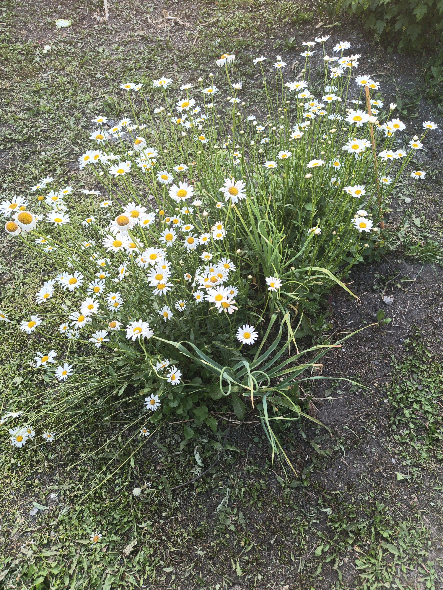 The image depicts a cluster of white daisies with yellow centers growing in an outdoor environment. The daisies are in various stages of bloom, with some fully open and others still budding. They are situated amidst green grass and dark soil. The background consists of more grass and what appears to be foliage from a bush or tree. The lighting suggests it is daytime. The scene appears to be in Kalachevo, Russia.