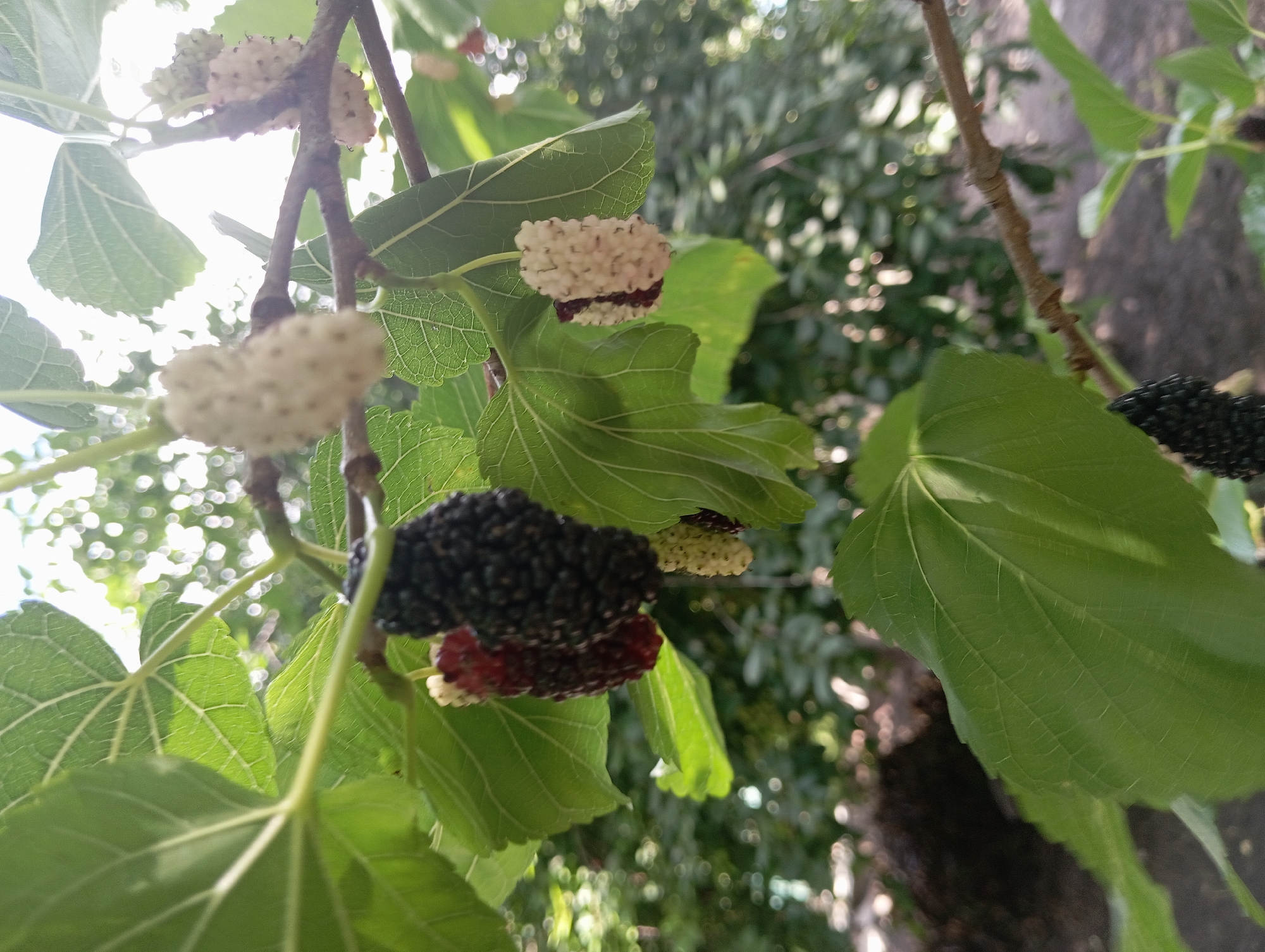 This media file is a close-up, eye-level shot of ripe mulberries on a tree branch, taken outdoors in Keleberdivka, Ukraine. The scene is dominated by the fruit and foliage, with a blurred background of more trees and dappled sunlight, suggesting a bright, possibly midday, time.
The subjects are several mulberries in various stages of ripeness and color. One cluster is predominantly dark purple, indicating full ripeness. Adjacent to it are mulberries that are lighter, a mix of red and white, suggesting they are still developing or are a different variety. There are also white mulberries visible, some appearing to be partially ripe. The mulberries are clustered together on thin, brown branches, interspersed with large, green mulberry leaves. The leaves are veined and have a slightly serrated edge, characteristic of the mulberry plant.
The activity depicted is the natural growth and ripening of fruit on a tree. There is no human activity or interaction with the fruit visible.
Notable details include the vibrant contrast between the dark purple mulberries and the bright green leaves, as well as the soft bokeh effect in the background, which highlights the sharpness of the foreground subjects. The lighting suggests it is a sunny day. The presence of mulberries on a tree in this rural setting is typical for the Ukrainian countryside during the fruiting season. The image evokes a sense of natural abundance and the simple beauty of ripe produce. There is no visible text in the image.