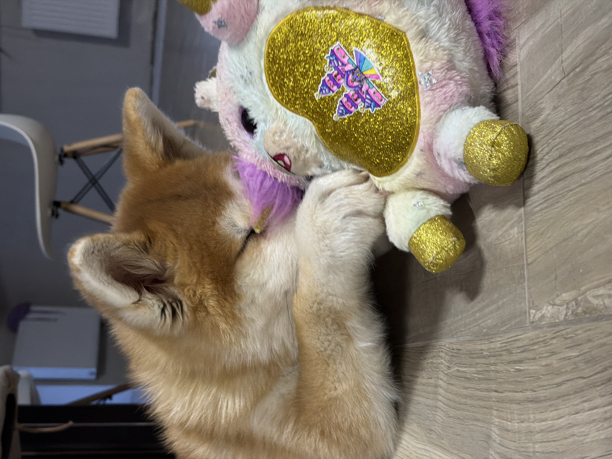 This full-frame image captures a heartwarming scene of a light-colored dog interacting playfully with a plush unicorn toy, lying on a wooden floor in an indoor setting. The location context for this scene is Chaikovsky, Russia.
The dog, which appears to be a puppy or a small-to-medium sized breed, is positioned on the left side of the frame. It has prominent pointed ears and dense, reddish-brown and white fur. Its head is turned towards the unicorn, and it appears to be nuzzling or gently biting the toy's neck/chest area, with its front paws engaging the toy. This suggests a moment of playful affection or curiosity.
The plush unicorn, occupying the right side of the frame, is predominantly white and pink with hints of purple fur for its mane and tail. A striking feature is the large, shimmering gold glitter patch on its body, which is adorned with a colorful, intricate butterfly-like emblem. Its hooves are also covered in the same sparkling gold material. The unicorn has small, embroidered eyes and a pink mouth.
The setting is an indoor space, indicated by the light-colored wooden plank flooring that serves as the ground. In the softly blurred background, hints of domestic furniture are visible, including parts of a light-toned chair with wooden cross-braced legs and some indistinct grey objects against a grey wall. The lighting appears natural and bright, suggesting daytime. No discernible text is visible on any object. The scene conveys a sense of innocence and playful engagement.