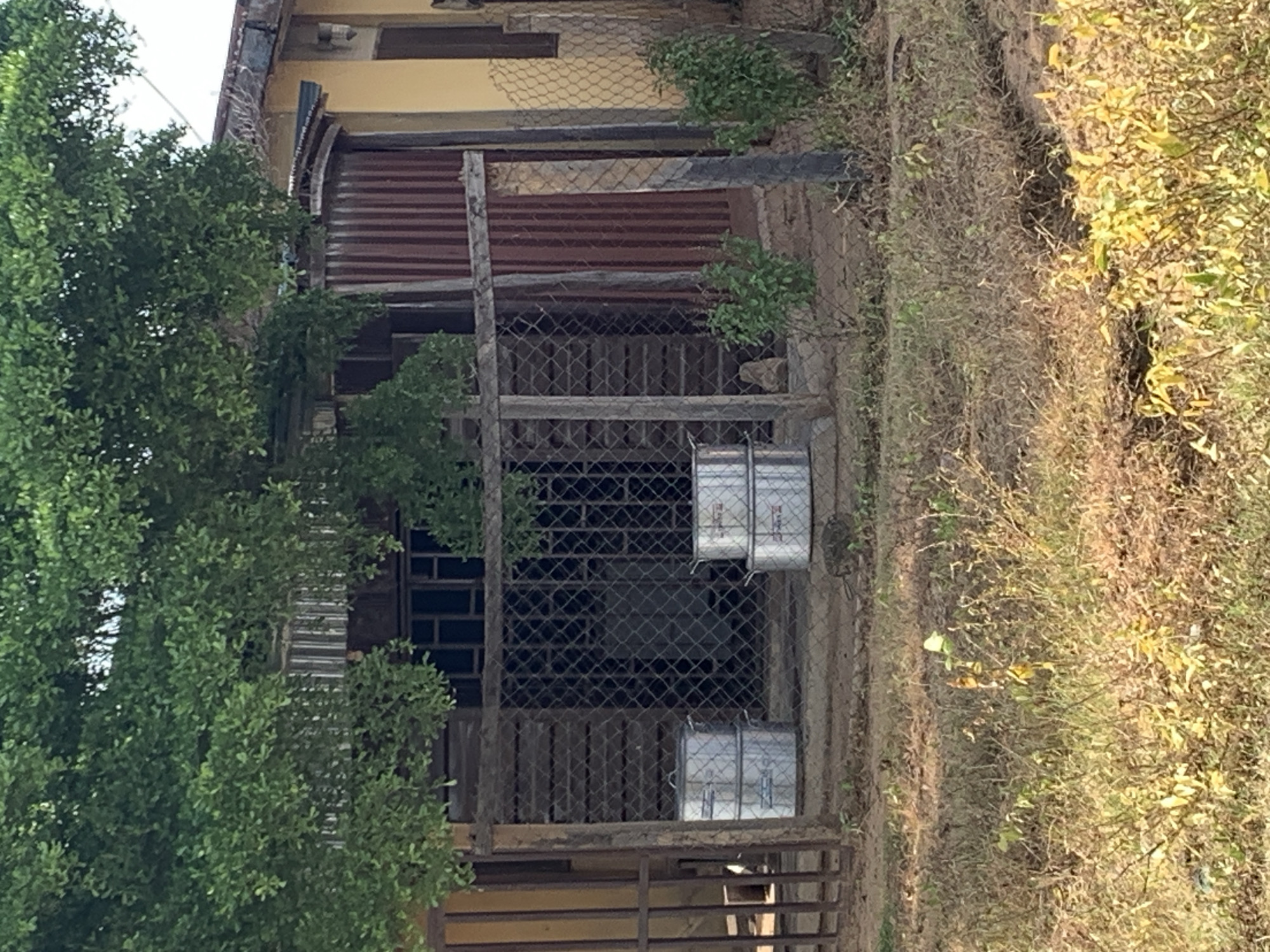 The image shows an outdoor scene in front of a building with a corrugated metal roof and a yellow exterior wall. A large tree with green leaves hangs over the front of the building. In front of the building, there is a chain-link fence enclosing an area with several large, silver pots stacked on top of each other. Two pots are stacked on the left side of the fenced area, and two more are stacked on the right. Behind the fence, the building has a dark, slatted wooden facade and a dark-colored door. The ground in front of the fence is covered with dry grass and dirt.