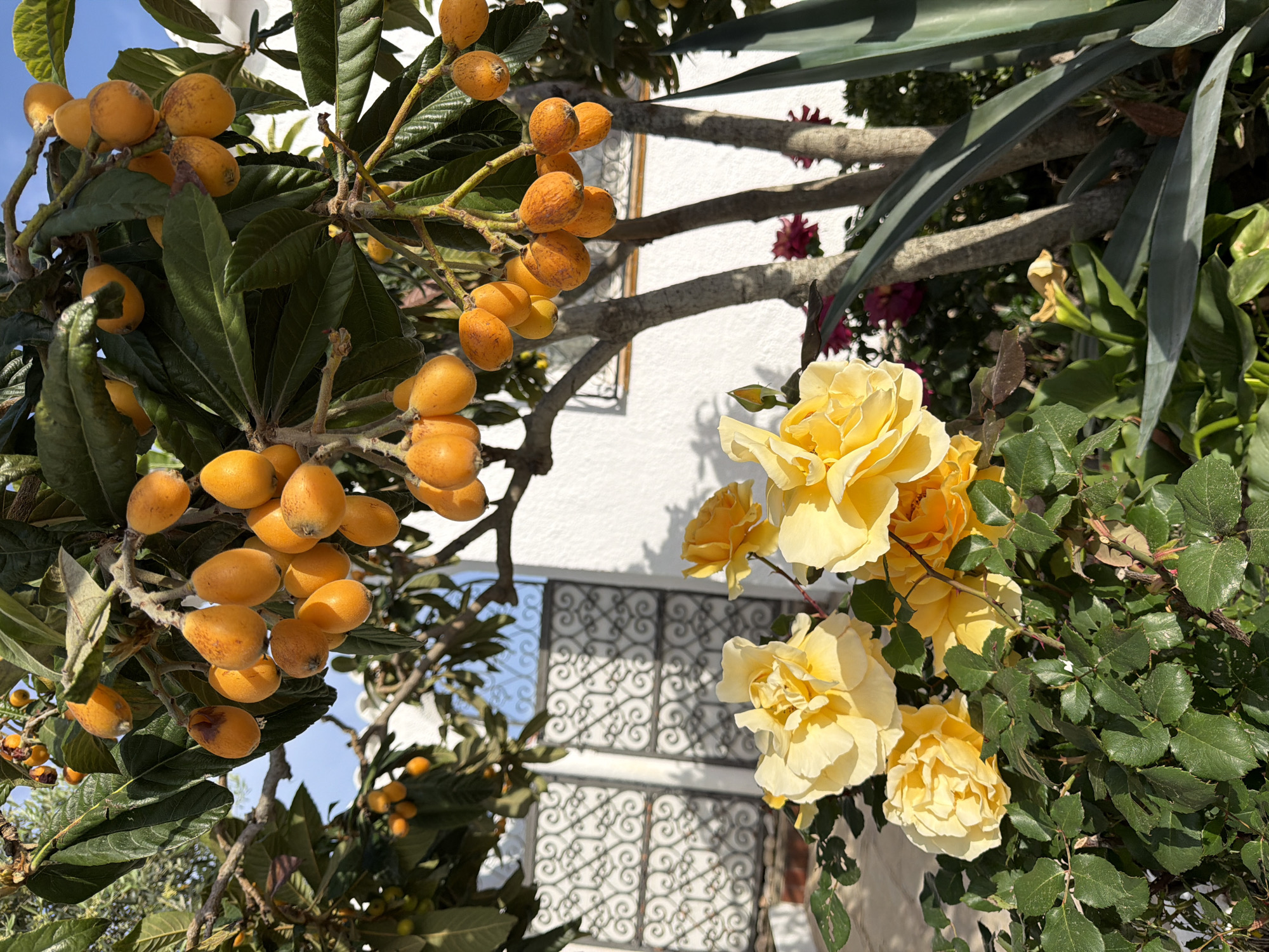 This outdoor image captures a vibrant scene showcasing fruit-laden trees and flowering plants against a bright architectural background, set in Mont-roig del Camp, Spain.
On the left side of the frame, a large branch of a loquat tree (Nispero) is prominently featured, heavily laden with clusters of ripe, orange-yellow fruits. The loquats have a slightly mottled skin, characteristic of the fruit. Dark green, large, and somewhat leathery leaves surround the fruit, indicating a healthy plant.
To the right, a striking cluster of bright yellow roses is in full bloom. The roses display multiple layers of delicate petals, and they are surrounded by their characteristic serrated green leaves and some visible thorns. A few smaller buds are also present.
In the mid-ground and background, a clean white building wall serves as a backdrop, creating a strong contrast with the natural elements. Part of a window or opening with an intricate, dark-colored wrought iron grille pattern is visible on this wall, suggesting traditional Mediterranean architecture. Interspersed between the main subjects and against the white wall, other plant branches and leaves, including some long, dark green leaves (possibly from an agave or similar succulent) and hints of reddish-purple flowers, add depth to the scene. A clear blue sky is visible in the upper left, peeking through the foliage.
The scene is illuminated by bright, natural sunlight, suggesting a clear day, likely in the morning or early afternoon. There is no specific activity taking place, depicting a static natural and architectural landscape. The image exudes a sense of warmth, beauty, and tranquility, typical of a Mediterranean climate. No visible text is present in the image.