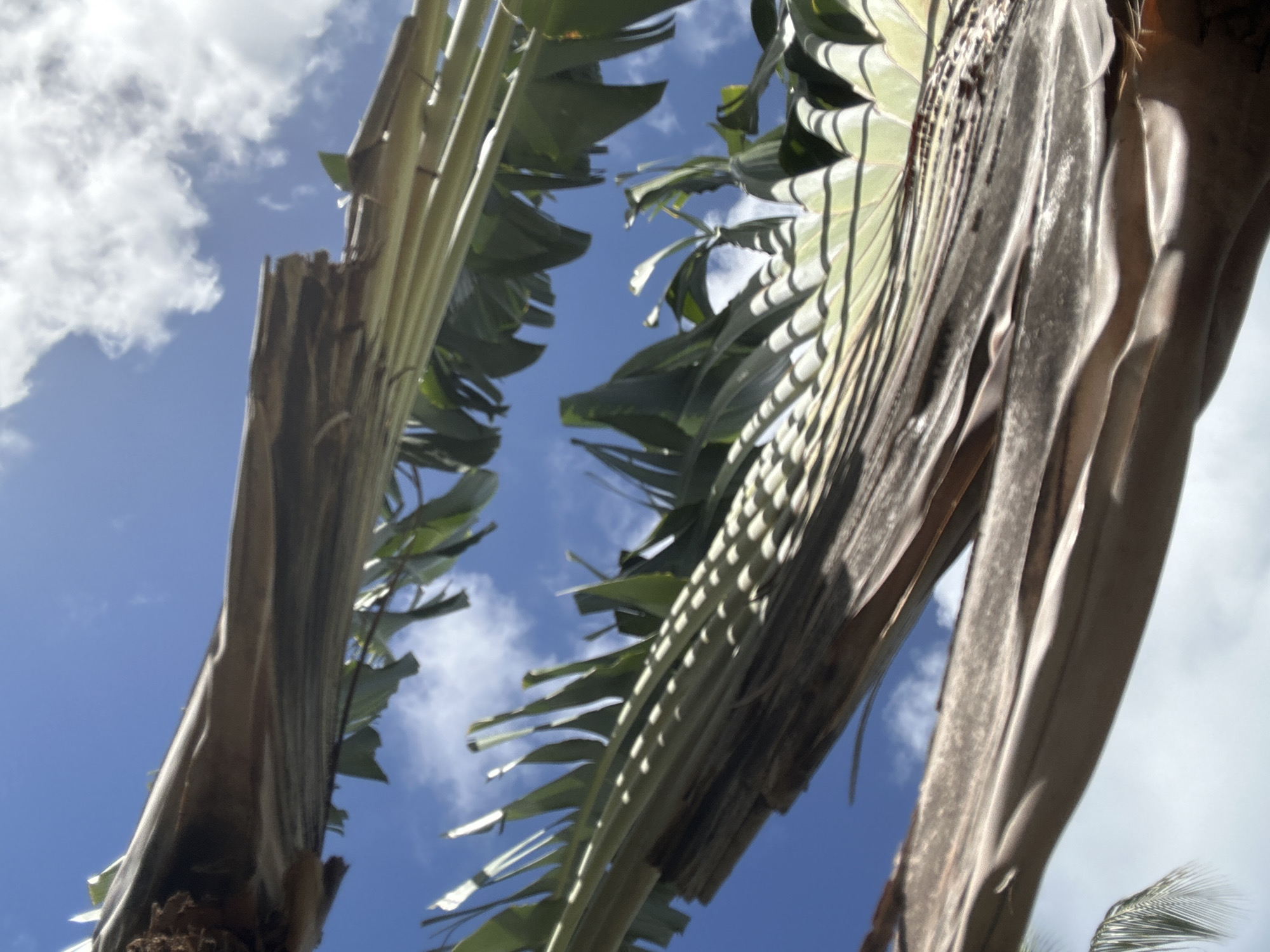 A low-angle shot reveals the trunk and leaves of a Traveler's Palm against a partly cloudy, blue sky. The location is unidentified, in an unspecified city. The perspective is from the base of the tree, looking upward through the fan-like structure of the palm.