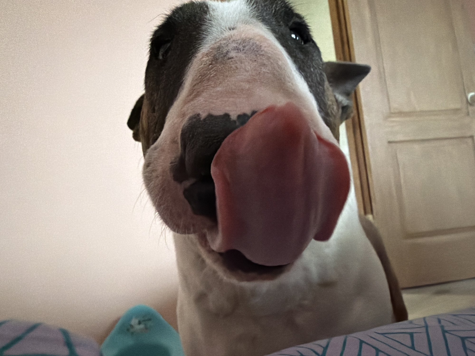 A close-up, slightly low-angle shot features a Bull Terrier dog with its tongue extended. The dog's head dominates the frame, with its black and white coat pattern, dark eyes, and a large pink tongue prominently displayed. In the blurred background, a light pink wall is visible on the left, and a closed wooden door with a silver-colored doorknob is on the right. A corner of bedding or a blanket with a geometric pattern is visible in the foreground, along with a small blue object that appears to be a toy. There is no specific information that indicates the photo was taken in Chaikovsky, Russia.