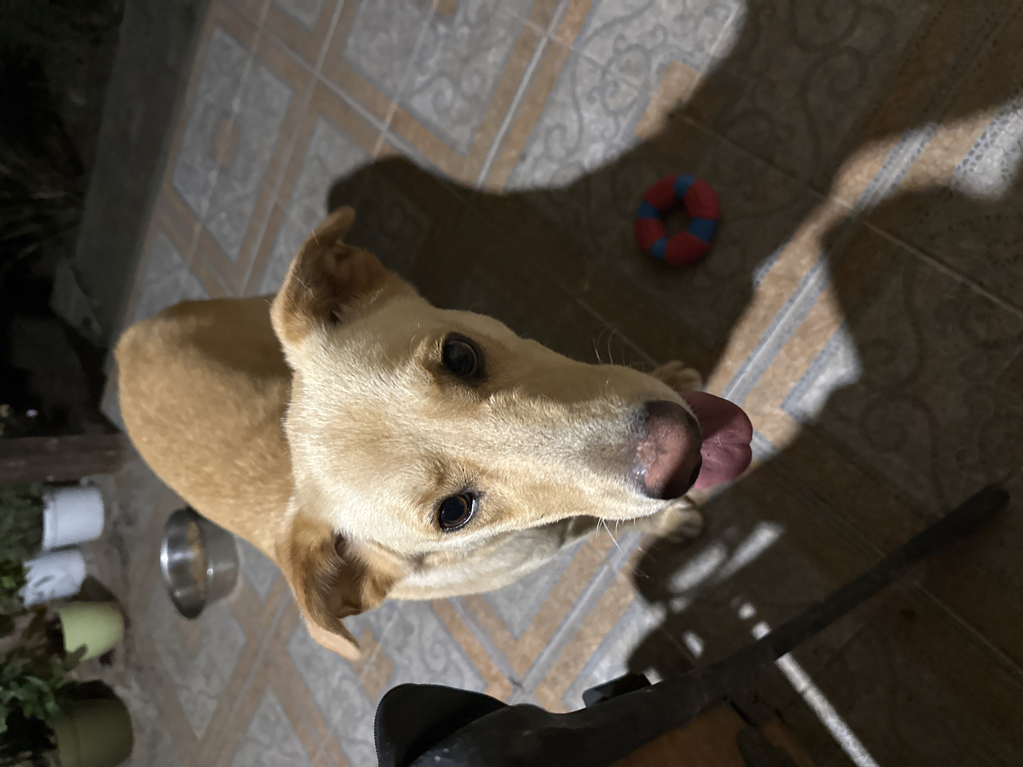 A light brown dog with tan markings is standing on a tiled patio, looking directly at the camera. The dog's tongue is hanging out, and it appears to be panting. Behind the dog, a metal dog bowl is visible on the patio. To the right of the dog, a red and blue ring-shaped toy is on the ground. In the background, there are several potted plants and a wooden structure. The lighting suggests it is nighttime or evening. The patio is made of square tiles with a brown and beige pattern. There are shadows cast on the patio, indicating a light source from the side. The location is the city of Sochi, Russia.