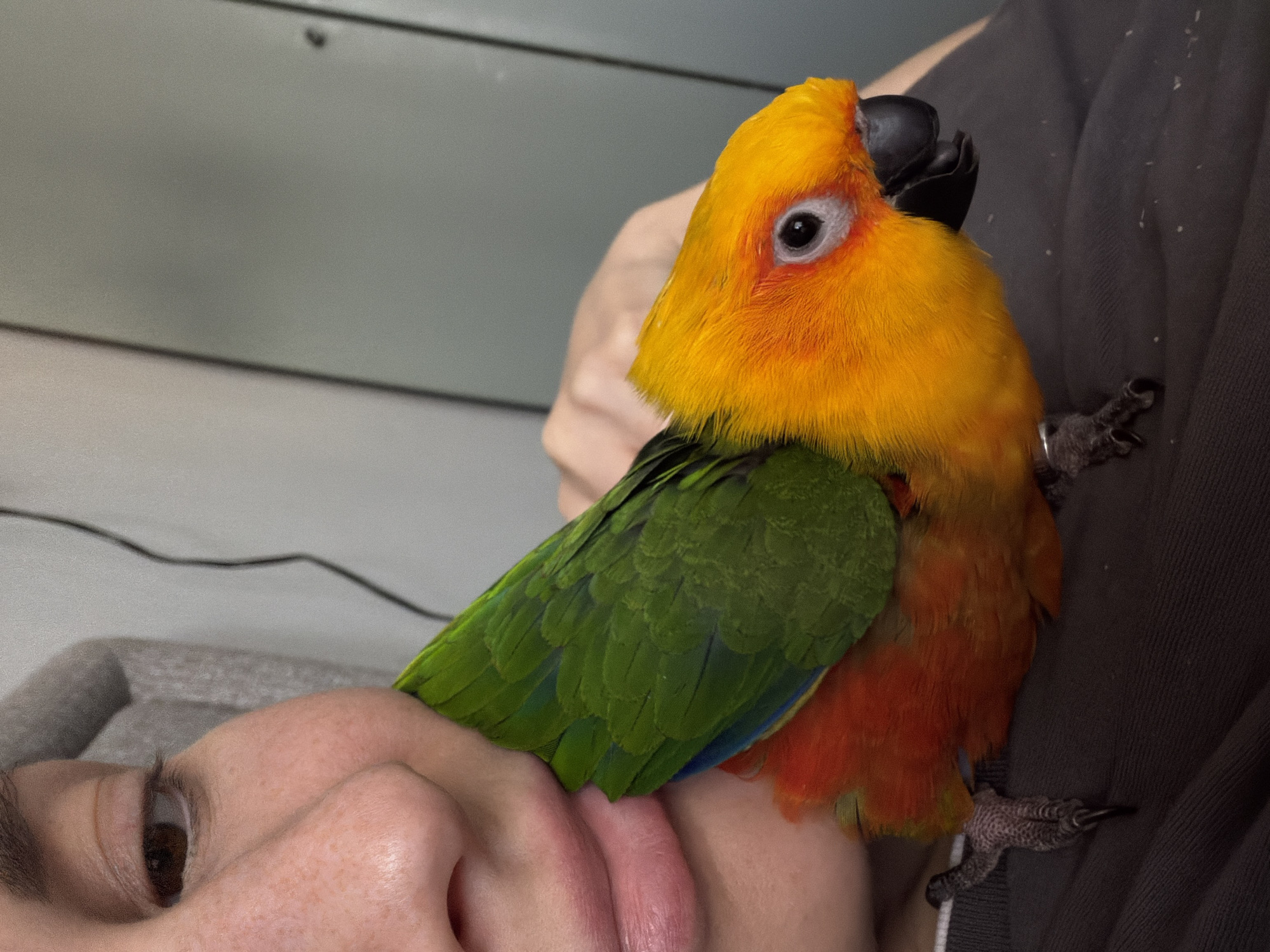 A close-up image shows a person with fair skin and freckles on their face. The person's left eye is visible, and they are looking upwards. A Sun Conure parrot with a bright yellow head, green wings, and orange chest sits perched on the person's face and chest. The bird's black beak and one eye are visible. The bird's feet grip the person's clothing, which appears to be gray on the left and a darker gray on the right. The background is a blurry, neutral gray. A black wire is faintly visible in the background.
There is no information in the image to suggest the location is in the city of Khimki, Russia.
