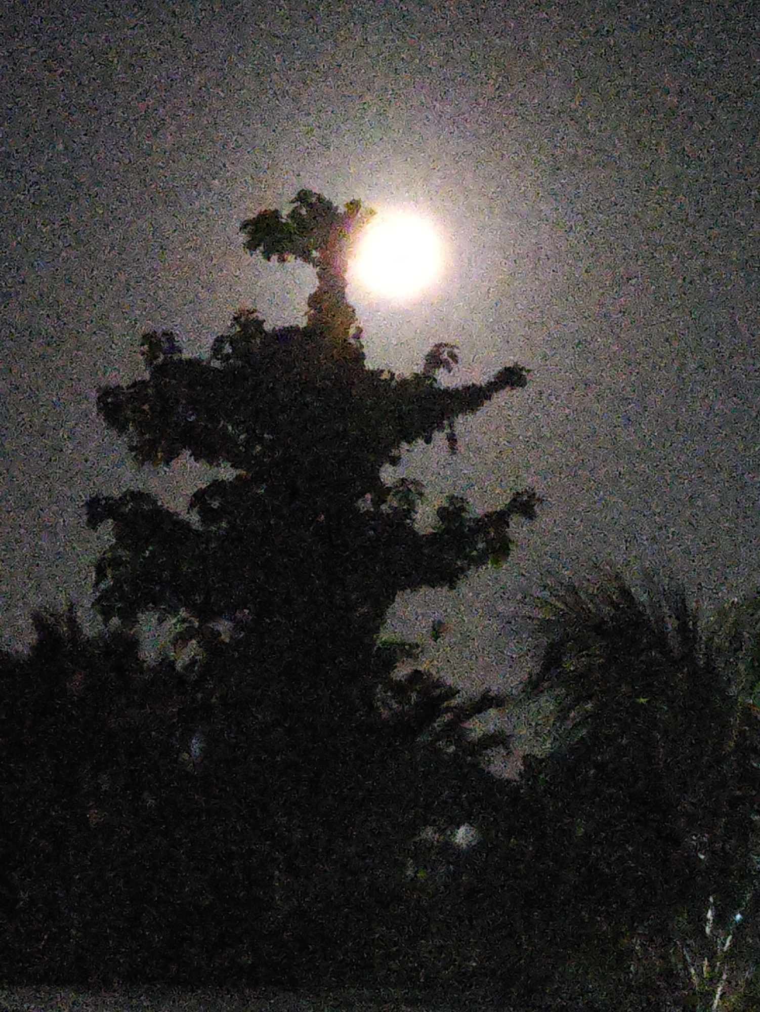 A nighttime, low-light, high-noise photograph depicts a silhouetted tree against a hazy sky illuminated by a bright, round object, likely the moon. The tree has a complex branching structure, with some branches extending upward and outward, creating a somewhat anthropomorphic or creature-like silhouette. In the lower portion of the image, the silhouettes of additional foliage and trees are visible, forming a dark, dense foreground. The overall impression is one of a natural scene under a luminous sky, with the specific location in Jakarta Baru, Indonesia, contributing to the context of the image's environmental setting.