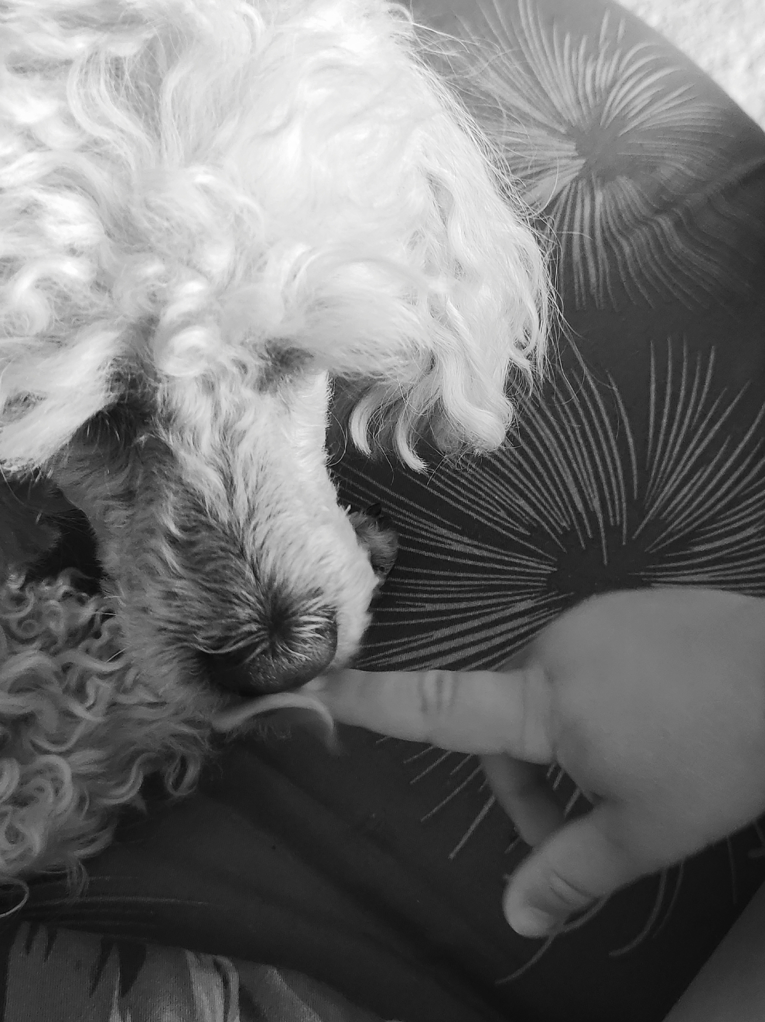 A black and white photograph shows a close-up of a dog's head resting on patterned fabric, with a human hand touching its nose. The dog appears to be a poodle or similar breed, with curly fur. The hand is in the lower right corner of the frame, with a finger extended towards the dog's nose. The patterned fabric has a radial design. The location is unknown and not specified.