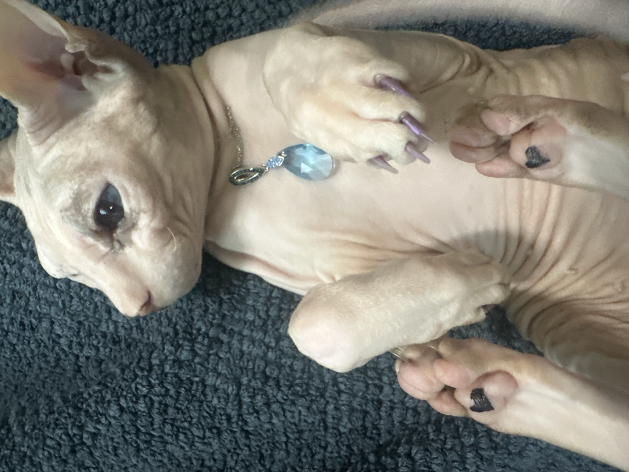 The image is an indoor, high-angle, close-up photograph of a light-skinned Sphynx cat lying on its back on a dark, textured surface. The cat is wearing a silver chain with a light blue teardrop-shaped pendant. Its front paws are raised, and on the pads of two of its toes, there are small black heart-shaped markings. The cat has light blue eyes and prominent ears. The background is out of focus, but appears to be a dark, fuzzy fabric. There is no indication of the city of Togliatti, Russia in the image.