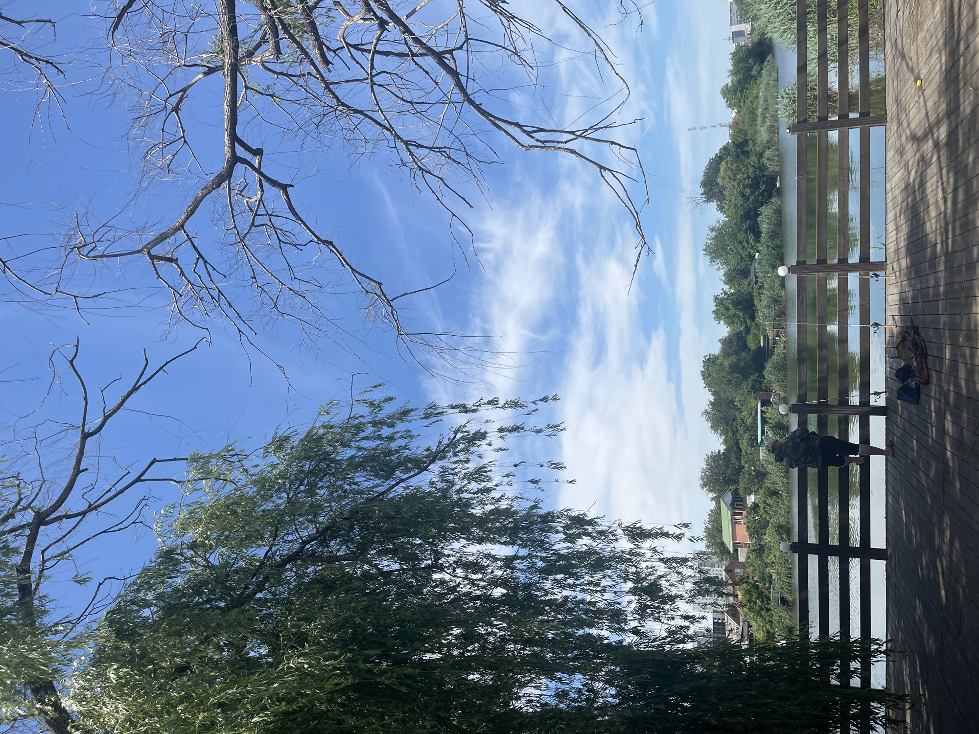 The image captures an outdoor scene on a bright, sunny day, likely by a lake or river. The sky is a vibrant blue, adorned with scattered, wispy white clouds. In the foreground, from the top and left, bare tree branches reach into the frame, contrasting with a dense canopy of green, leafy trees (possibly willows) that occupy the lower left portion and show signs of movement from a breeze.
A calm body of water stretches across the mid-ground, reflecting the sky and surrounding foliage. To the right, a sturdy wooden deck or pier extends into the scene, featuring a railing with evenly spaced vertical slats and white spherical light fixtures. A person, partially obscured, is visible on the deck near the railing, appearing to be standing or leaning, potentially engaged in fishing, as fishing rods are seen leaning against the railing.
The far bank across the water is lined with lush green vegetation, including reeds and trees. In the background, beyond the water and greenery, various buildings, including houses and taller structures, along with a utility tower, suggest a blend of natural and developed landscapes. The overall atmosphere conveys a sense of peaceful leisure. There is no visible text in the image. The context provided indicates the location is Krasnodar, Russia.