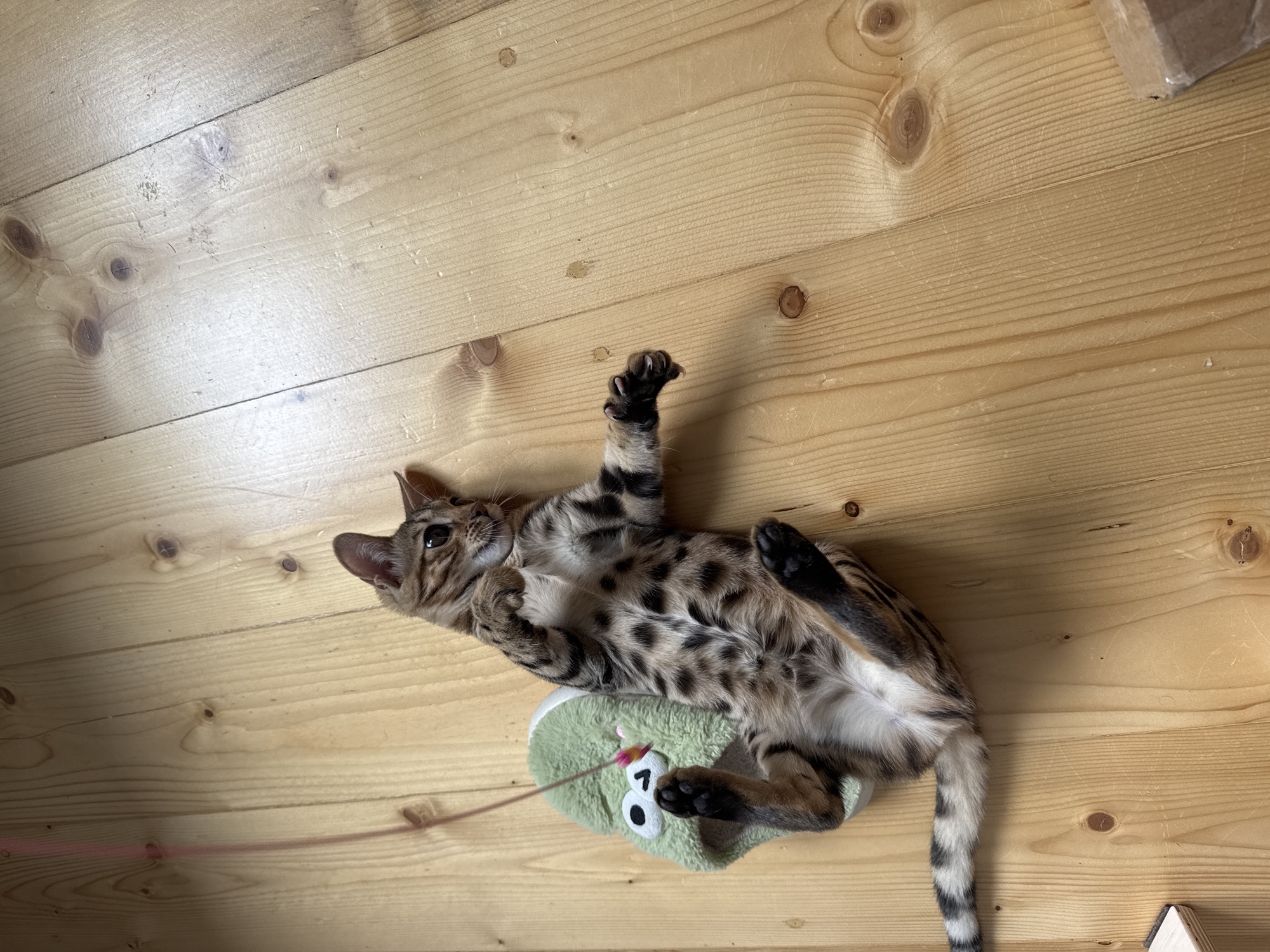 A young Bengal cat is lying on its back on a light-colored wooden floor, playing with a green plush toy that resembles a cartoonish frog. The cat's paws are raised, and its belly is exposed. Its fur is spotted brown and black, typical of the breed. A thin pink string attached to the toy extends upwards and out of the frame. The floorboards are wide and show natural wood grain and knots. The scene appears to be indoors, possibly a home environment, with no visible clues to suggest a specific location in Rzhev, Russia.