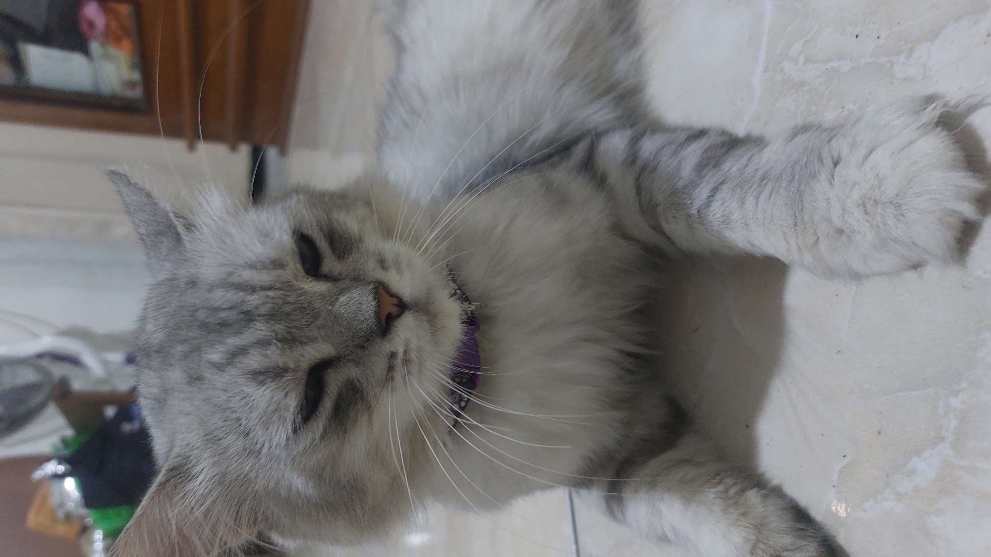 A medium shot shows a fluffy gray tabby cat with green eyes lying down on a tiled floor. The cat is wearing a purple collar. The cat is looking at the camera with its eyes half-closed. The background is blurred, but it appears to be an indoor setting with furniture and a fan visible. The cat is in the city of Jatirogo, Indonesia.