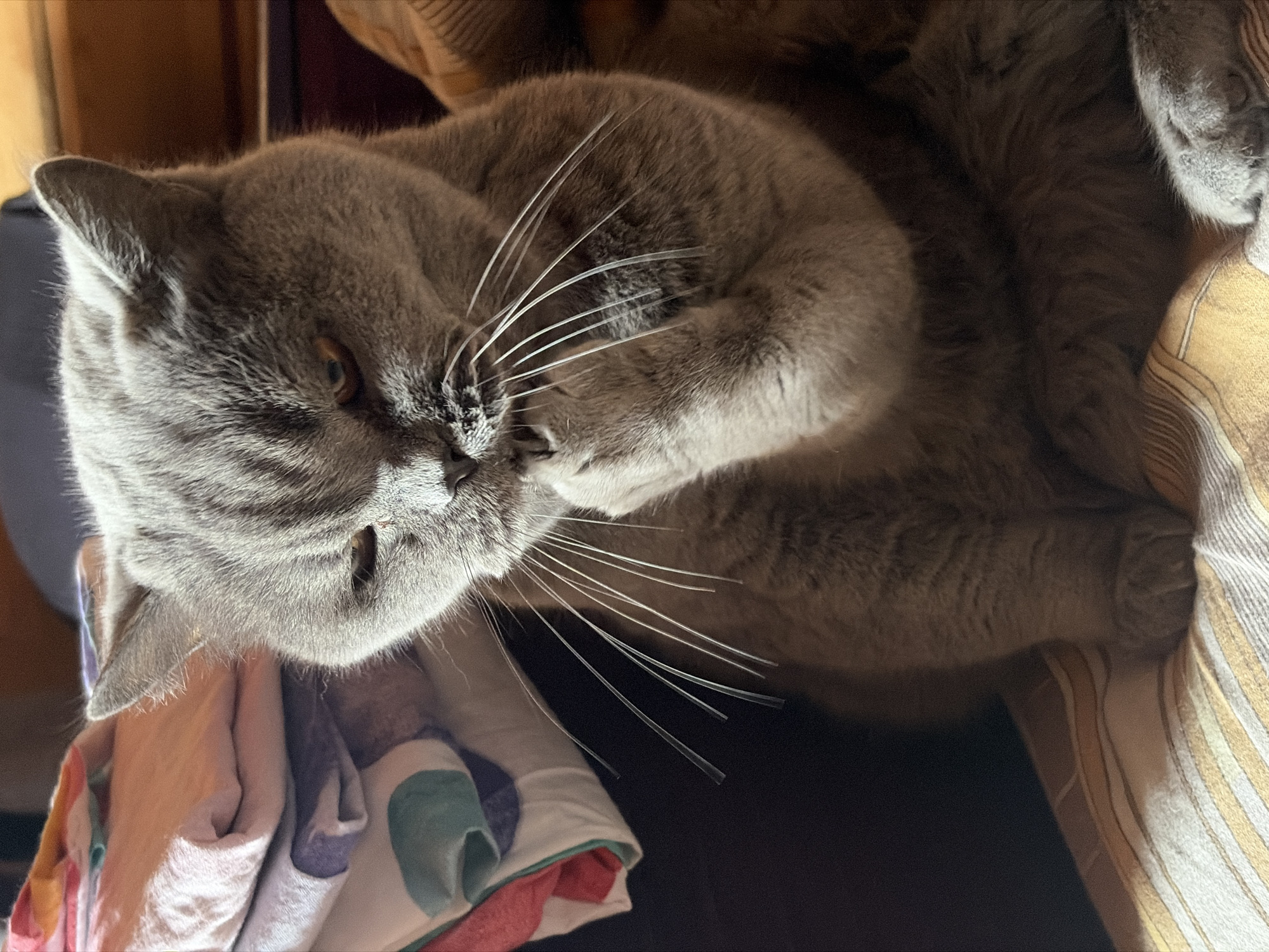 A gray cat lies curled on a striped blanket. The cat's whiskers are prominent, and it seems to be grooming its paw. There are colorful fabrics beneath the cat's head. The scene appears to be indoors. The location is not discernible from the image.