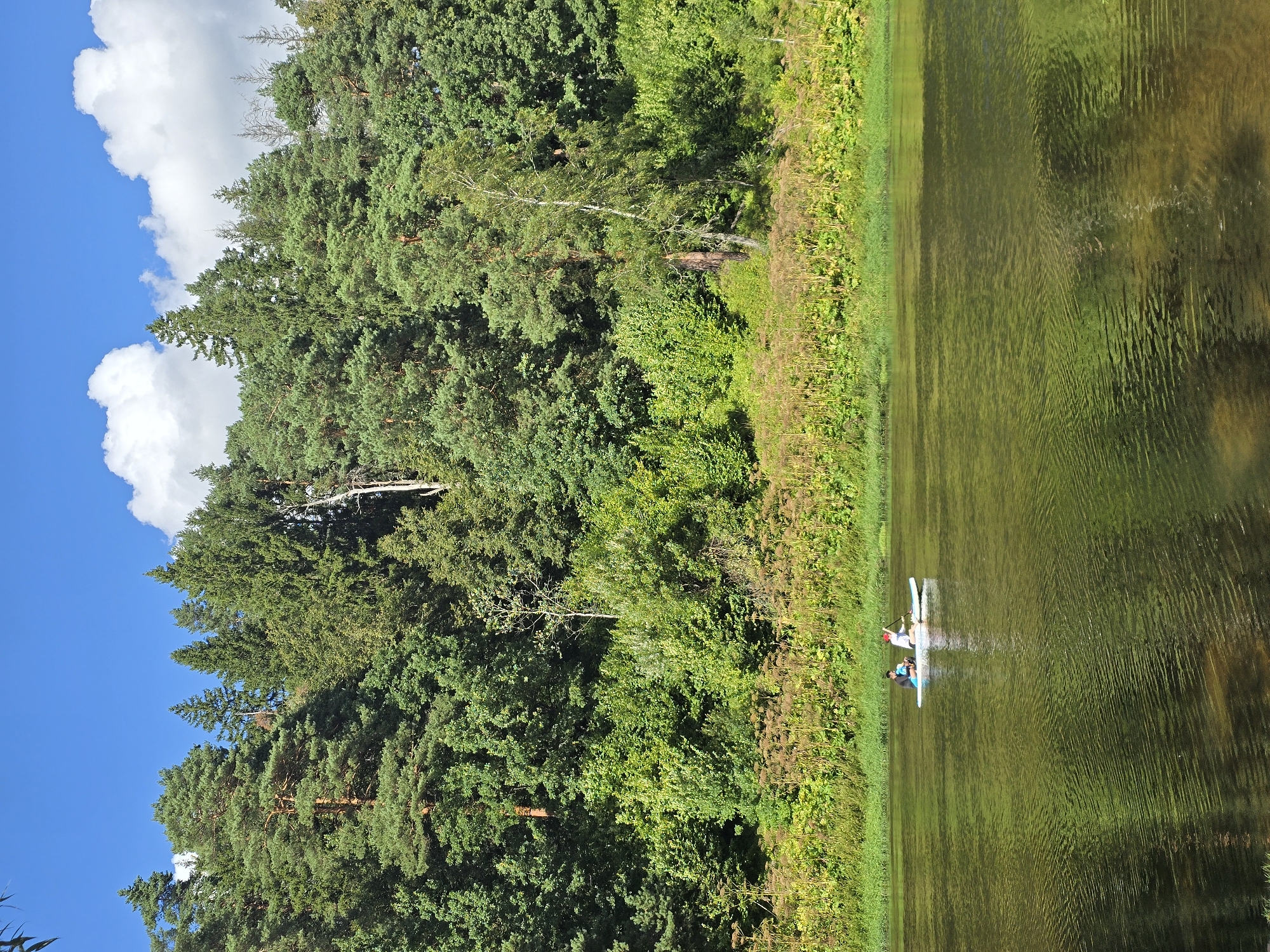 Two individuals are paddleboarding on a tranquil body of water, positioned on a white paddleboard. One person is wearing a blue shirt, and the other is wearing a white shirt. They are surrounded by a lush green environment, with a dense forest of various trees bordering the water's edge. The sky above is a clear blue, with a few scattered white clouds. The scene appears to be a natural outdoor setting, possibly a river or lake, with the backdrop of a forest. The specific location in Voinskaya Chast' Mchs, Russia, is not discernible from the visual information provided in the image.