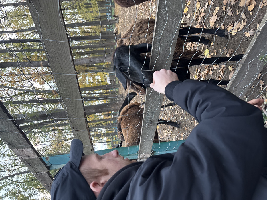 In the city of Lisne, Ukraine, a male individual is depicted interacting with animals at an outdoor enclosure. The man, positioned on the left, wears a black baseball cap and a black hooded jacket. His right hand extends through a wire and wooden fence, offering interaction or food to a black-faced sheep or goat with a brown body, which is positioned directly opposite his hand. Additional brown sheep or goats are visible further back within the enclosure. The ground inside the fence is covered with dry autumn leaves and dirt. A dense line of deciduous trees with sparse yellow and orange foliage forms the background, indicative of an autumn setting. The fence consists of two horizontal wooden beams secured with wire mesh, supported by a vertical turquoise post on the left.