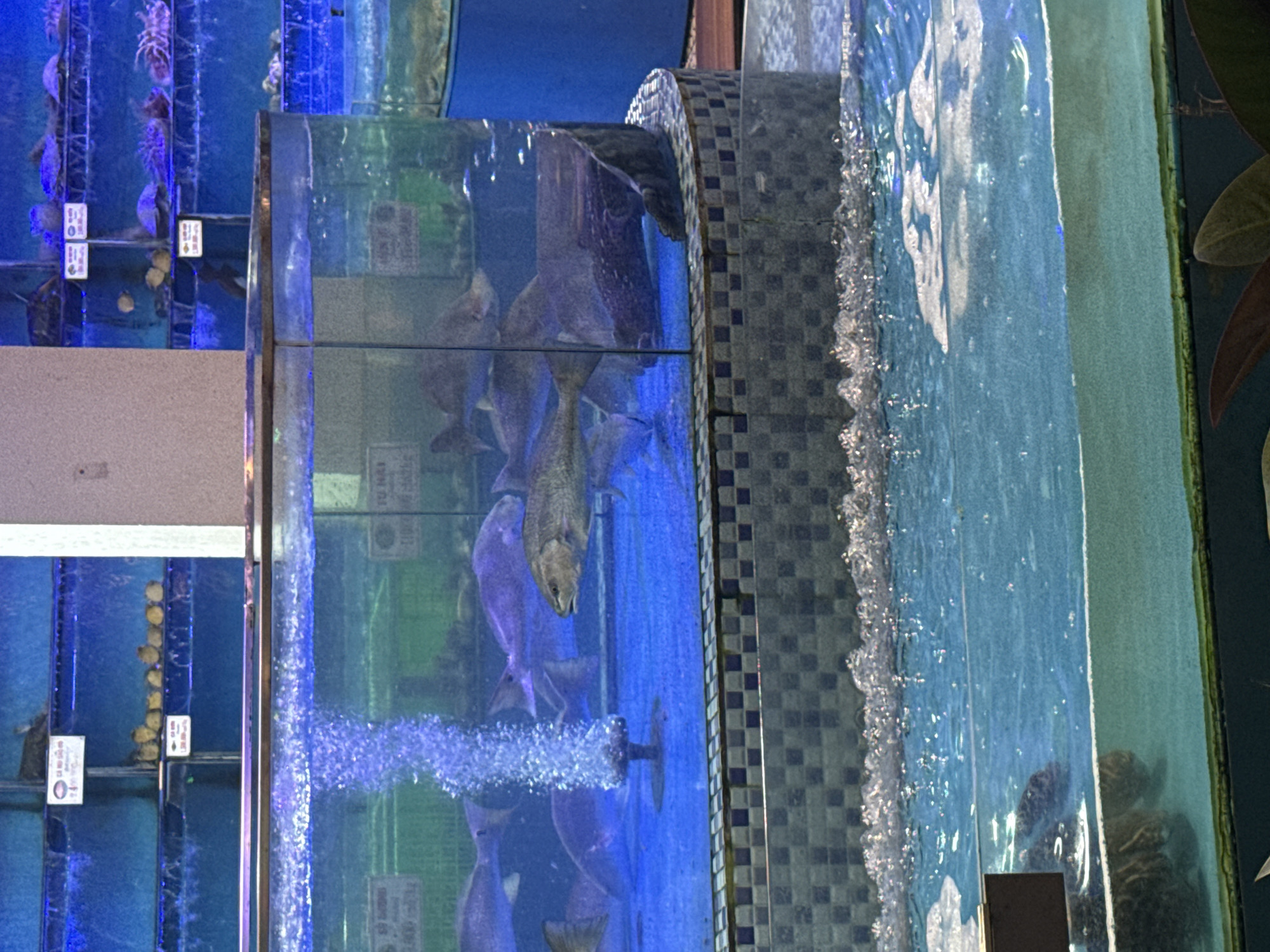 The image shows an indoor seafood display in Đà Nẵng, Vietnam. Multiple glass tanks are visible, filled with water and various types of live seafood including fish and shellfish. Bubbles from aeration systems are present in the tanks. The background shows other tanks and possibly restaurant infrastructure. A tiled structure is adjacent to the main tank. Pricing tags are on display near the seafood.