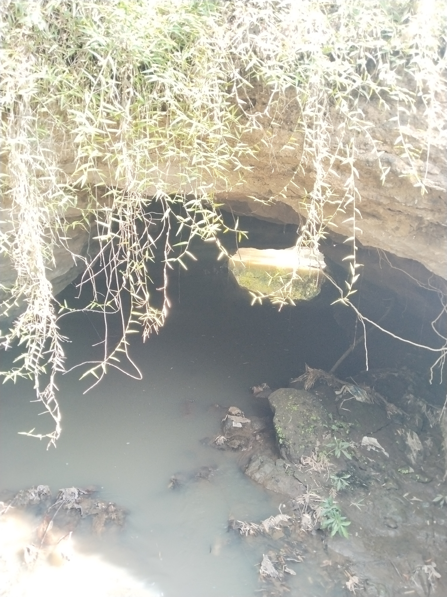 The image depicts a body of water, potentially a stream or pond, with a rock formation partially submerged in the water along the right side. Overhanging the water and rock formation is a rocky bank covered in vegetation, with long, slender vines or tendrils cascading down towards the water's surface. There is a visible opening in the rocky bank, suggesting a small cave or tunnel feature. The overall environment appears to be overgrown and natural, with water and vegetation being the predominant elements. The location is Unknown, Unknown.
