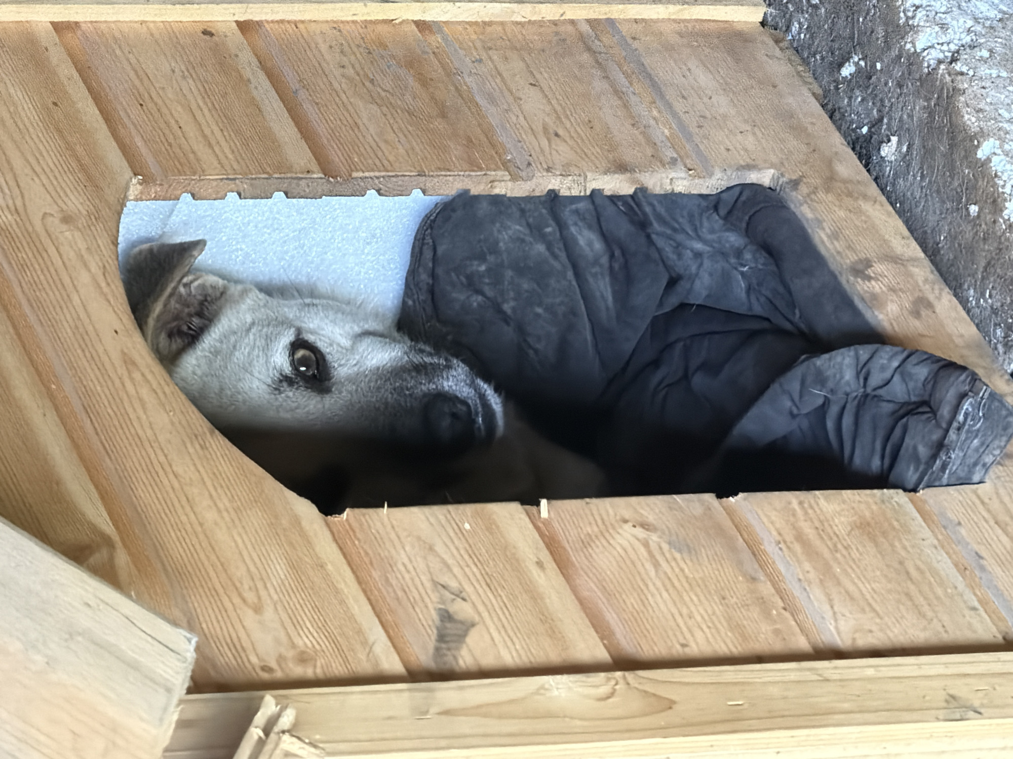 A dog is peeking out of a wooden structure. The dog is light brown and white with dark eyes. It is looking directly at the camera. The dog appears to be lying down on a dark blanket inside the structure. The structure is made of unfinished wood planks. There is a rough, concrete-like surface visible in the upper right corner of the image. The lighting suggests it is daytime. The dog's expression is alert and perhaps a little curious.