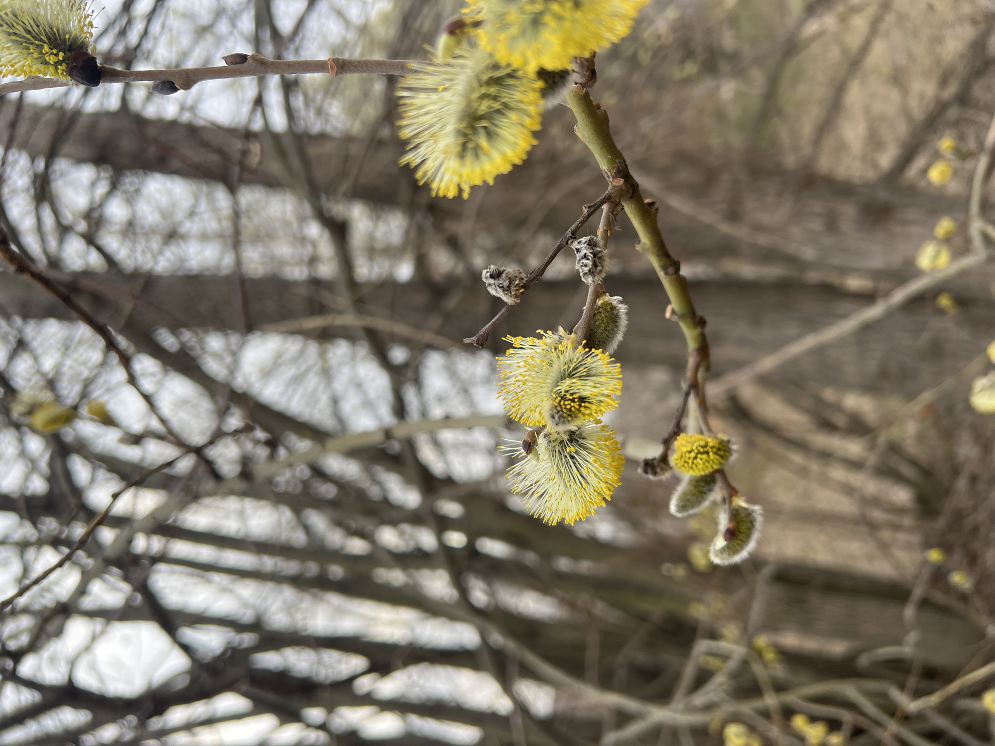 The image shows a close-up of pussy willow branches with catkins in varying stages of bloom. Some catkins are still furry and closed, while others have opened to reveal yellow stamens. The background is blurred and consists of other branches and sky, suggesting an outdoor setting. Based on the prompt, this photo was likely taken in the city of Chaikovsky, Russia. There are no people visible in the frame. The focus is solely on the botanical details of the pussy willow.