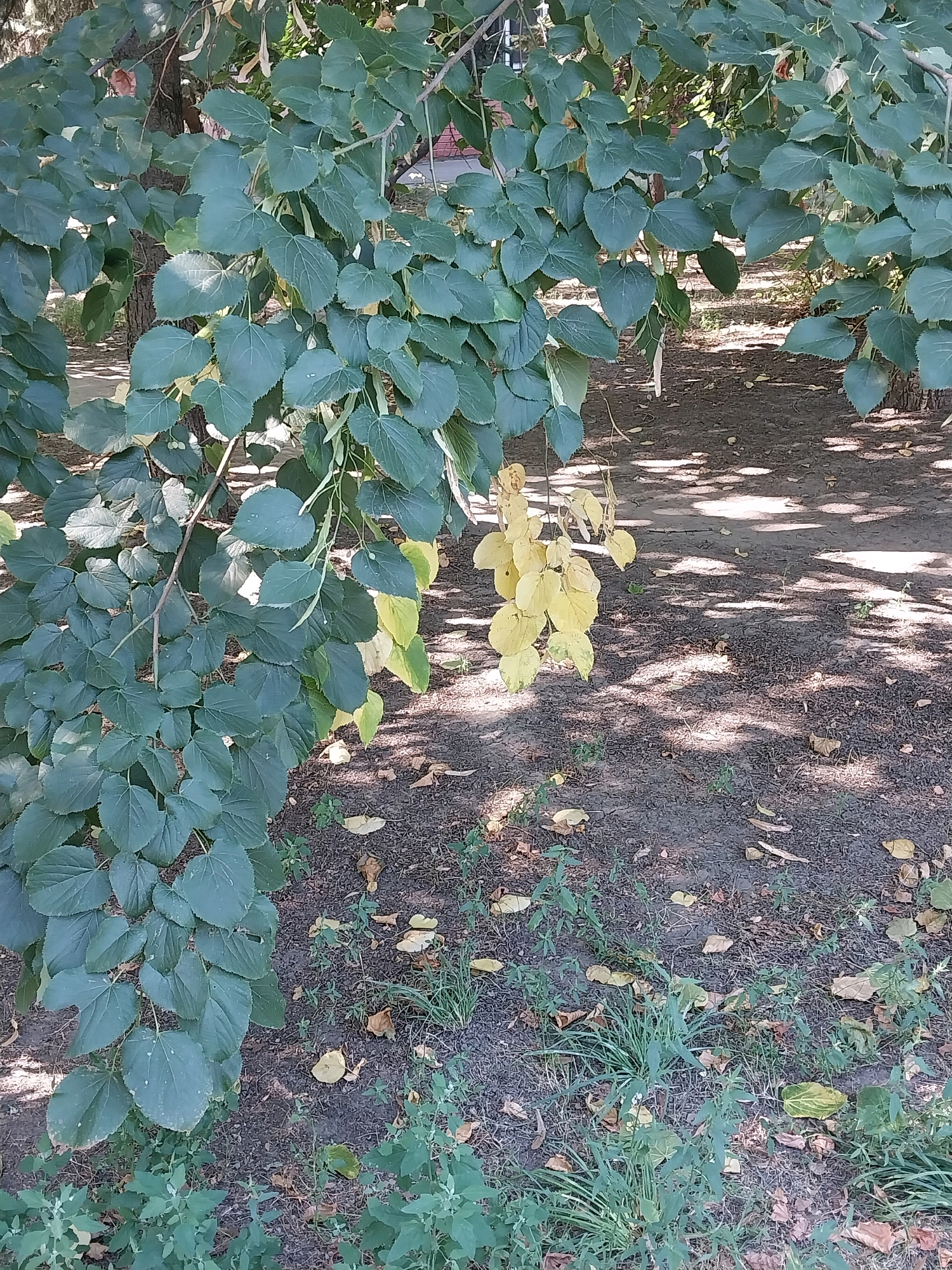 The image shows a close-up view of tree branches with predominantly green leaves, and a small cluster of yellowing leaves on the right side of the frame. The ground beneath the branches is covered in soil, with scattered fallen leaves and some patches of sparse green vegetation. Sunlight filters through the canopy, casting dappled shadows on the ground. The scene appears to be outdoors in a park-like or urban green space, with hints of a paved surface and possibly buildings in the background, obscured by foliage. The image does not contain any people. Without further visual cues, it is not possible to definitively ascertain the specific location within the city of Dnipro, Ukraine.
