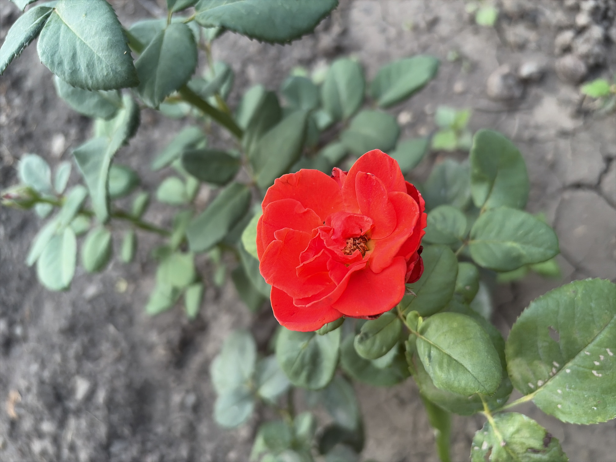 The image shows a close-up of a single, vibrant red rose bloom, likely in a garden setting. The rose is in focus, with its delicate petals unfurling. Surrounding the bloom are numerous green leaves, some of which show signs of minor imperfections or discoloration, such as light speckling. A single, unopened rose bud is visible further up the stem, hinting at future blooms. The background consists of dark, dry soil, with a few small, sparse green seedlings sparsely scattered throughout. The scene suggests a natural outdoor environment, possibly a backyard or a park, in Oxentea, Moldova. There are no people or animals present in the image, and no specific actions or interactions are depicted. The overall impression is a still-life composition of a developing rose plant.