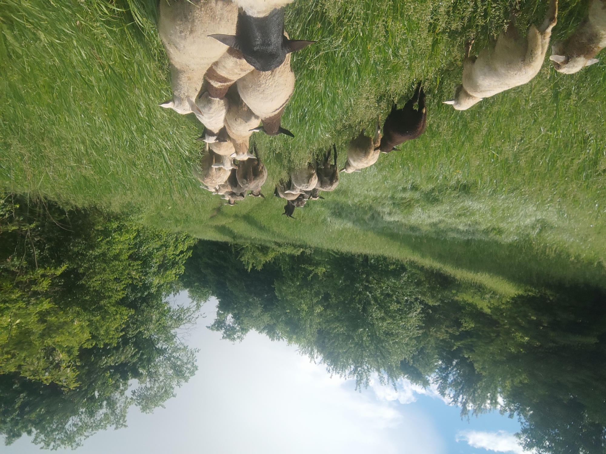 A herd of sheep is in a grass field. A line of trees borders the edge of the field. The sky is visible in the background. The location is not identified.