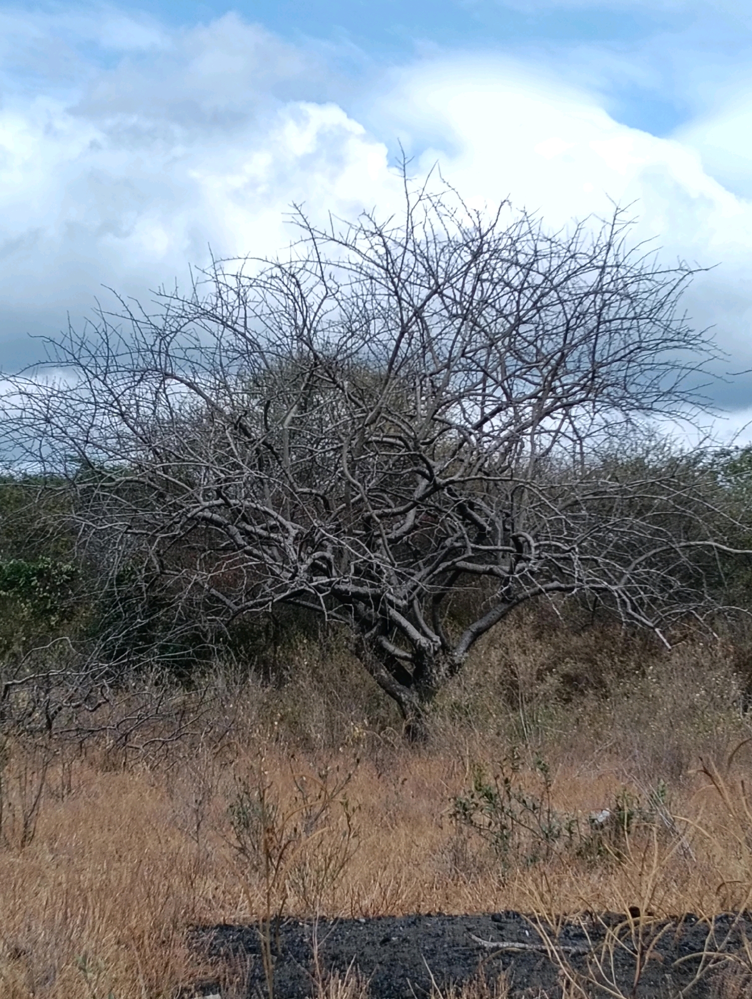 The image shows a dry, thorny tree in a savanna-like environment. The tree is mostly bare of leaves, with a complex network of branches. The ground is covered in dry, golden grass, with some scattered green bushes. In the background, there are more bushes and trees, and the sky is partly cloudy. There are no people visible in the image. The scene appears to be in a rural, arid region, consistent with the landscape of Mutitu/Kaliku Ward, Kenya, known for its dry climate and vegetation.